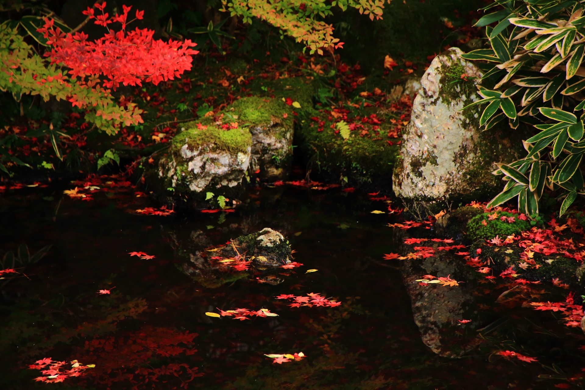 笹や苔の緑と赤い散り紅葉が華やかに彩る庭園
