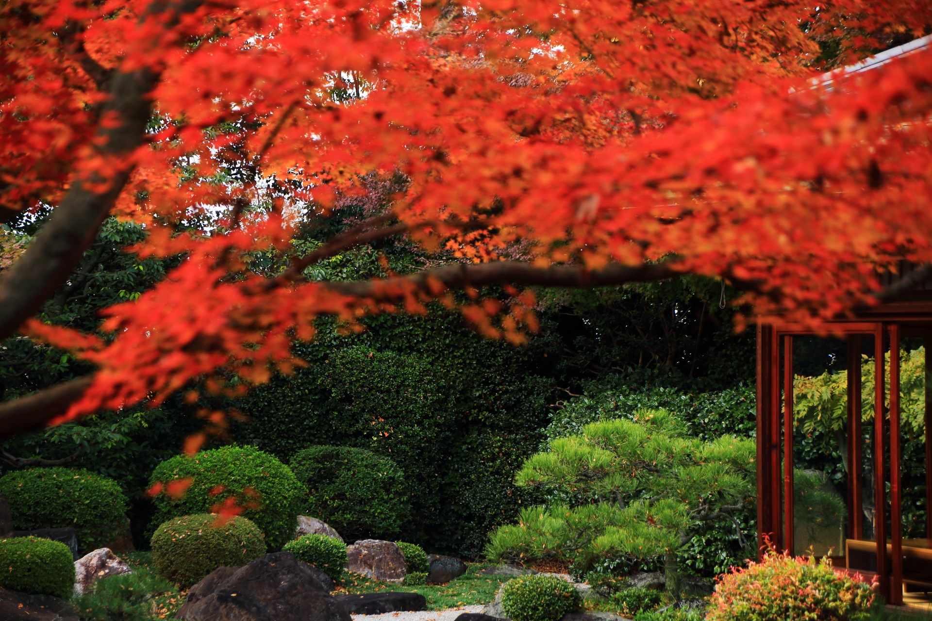 御香宮神社の背景の緑の刈り込みや生垣に映える鮮やかな紅葉