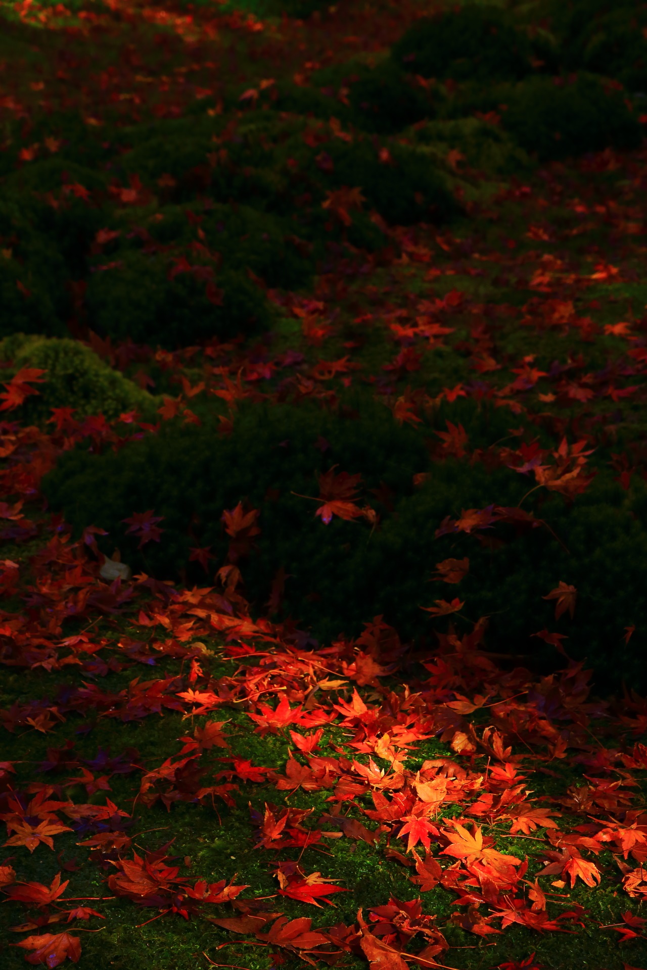 木漏れ日が照らす華やかな散紅葉