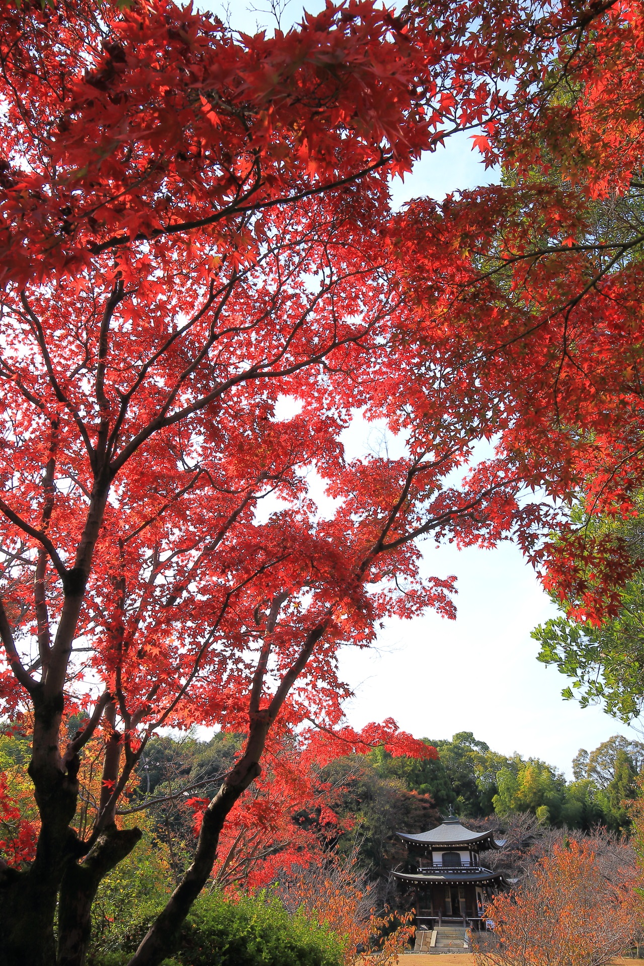 勧修寺の素晴らしい紅葉と秋の情景