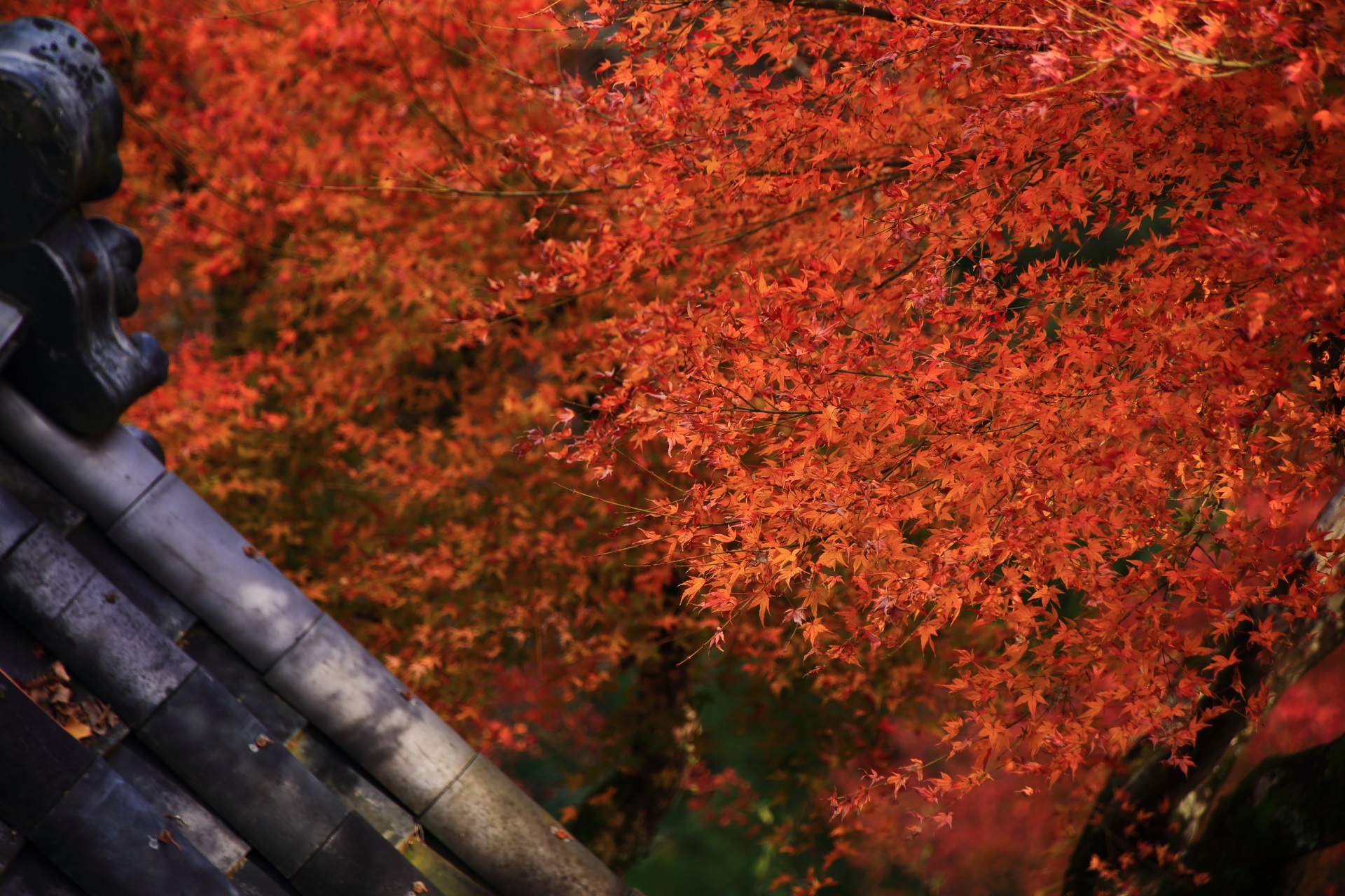 大悲閣千光寺の客殿から眺めた鐘楼付近の煌く紅葉