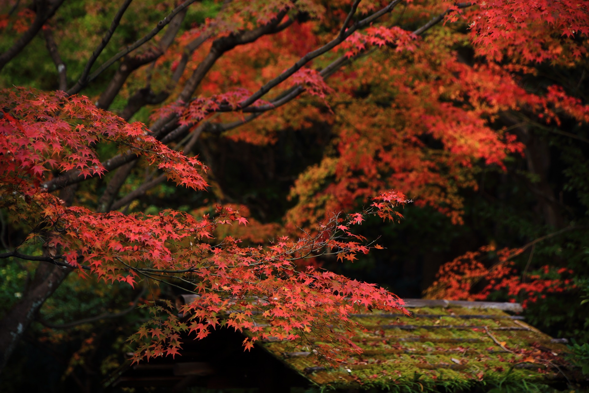 桂春院の庭園や門を秋色に染める紅葉