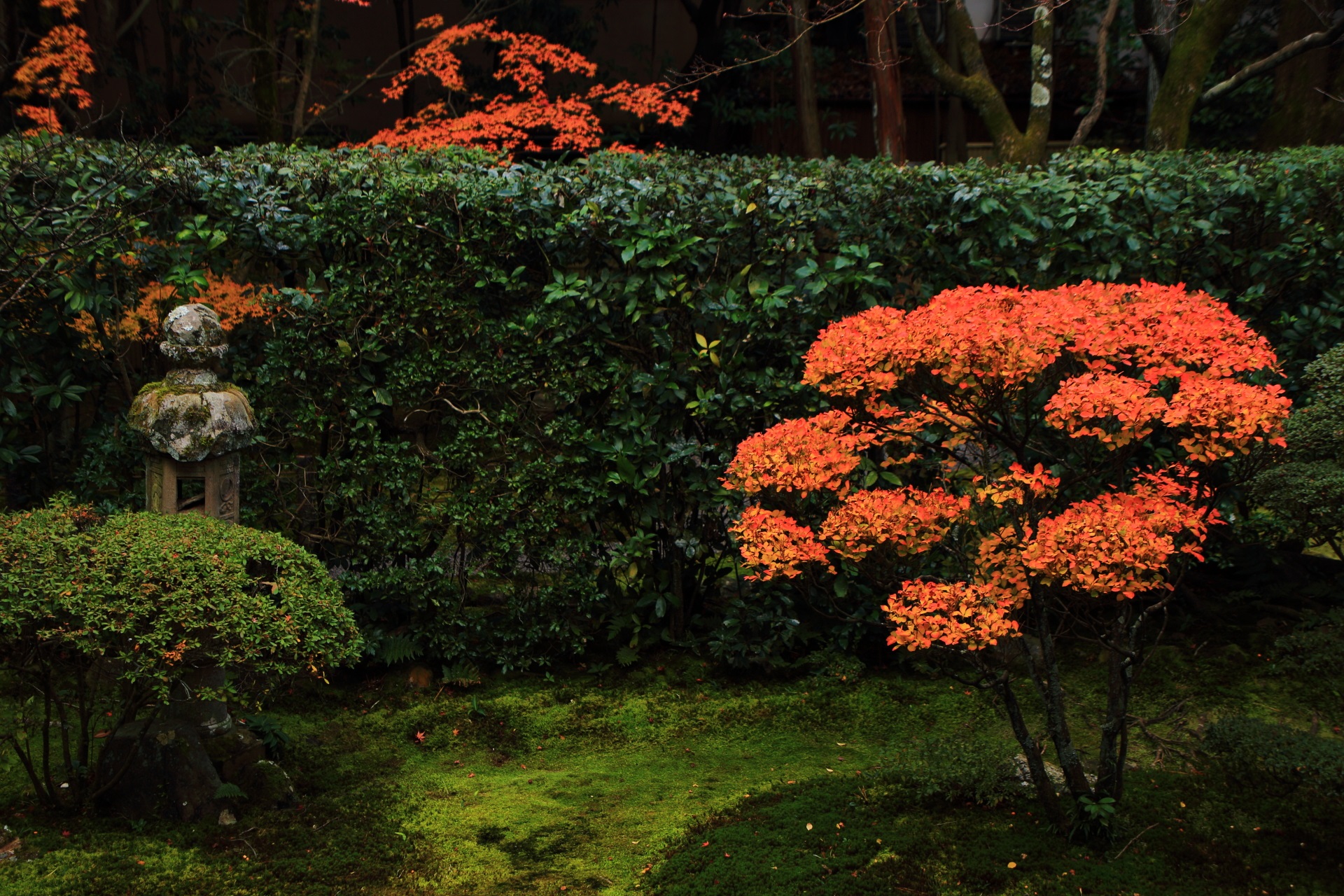 桂春院の緑の苔や生垣に映える華やかなツツジの紅葉