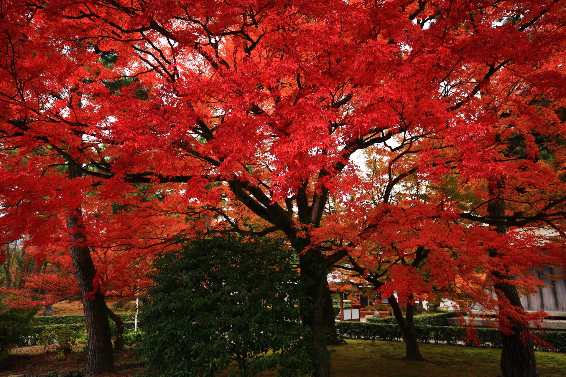 相国寺を鮮やかにつつむ真っ赤な秋色