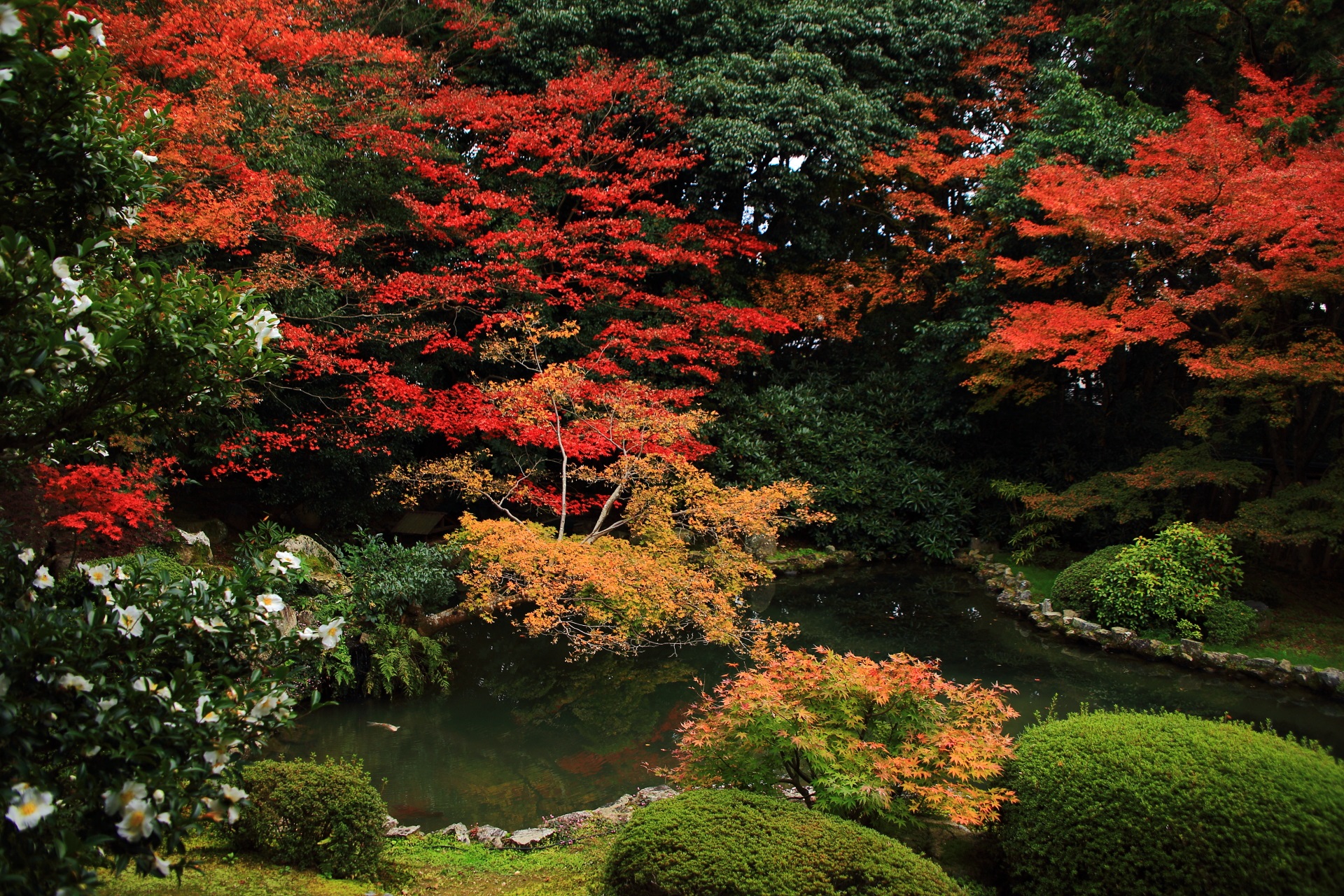 水辺を彩る随心院の色とりどりの紅葉と山茶花