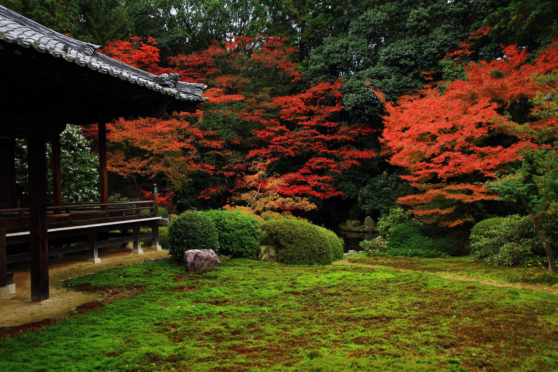 随心院横の背景の深い緑と苔の淡い緑に映える見事な紅葉