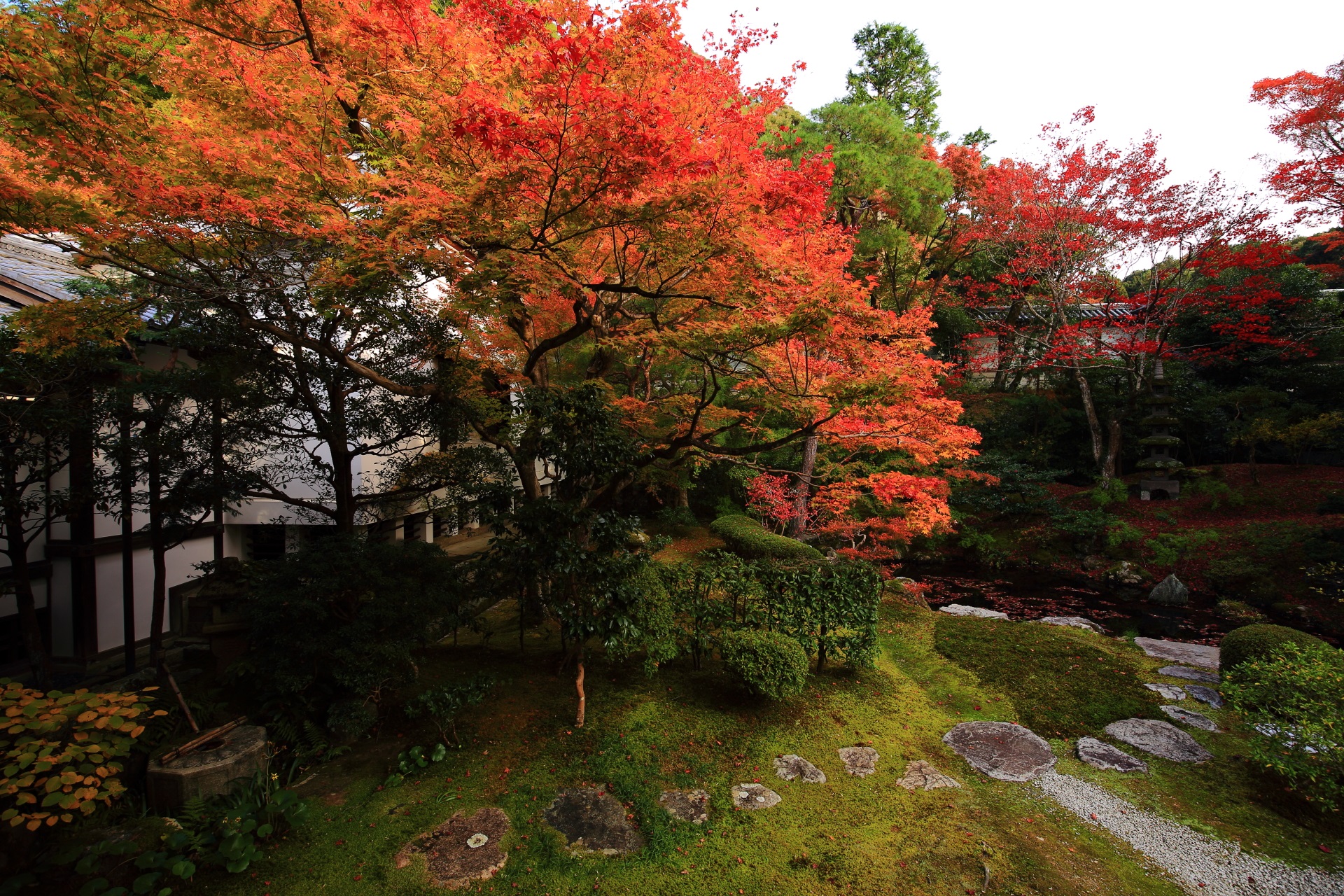 菊花文の蹲踞とその上で鮮やかに色づく紅葉