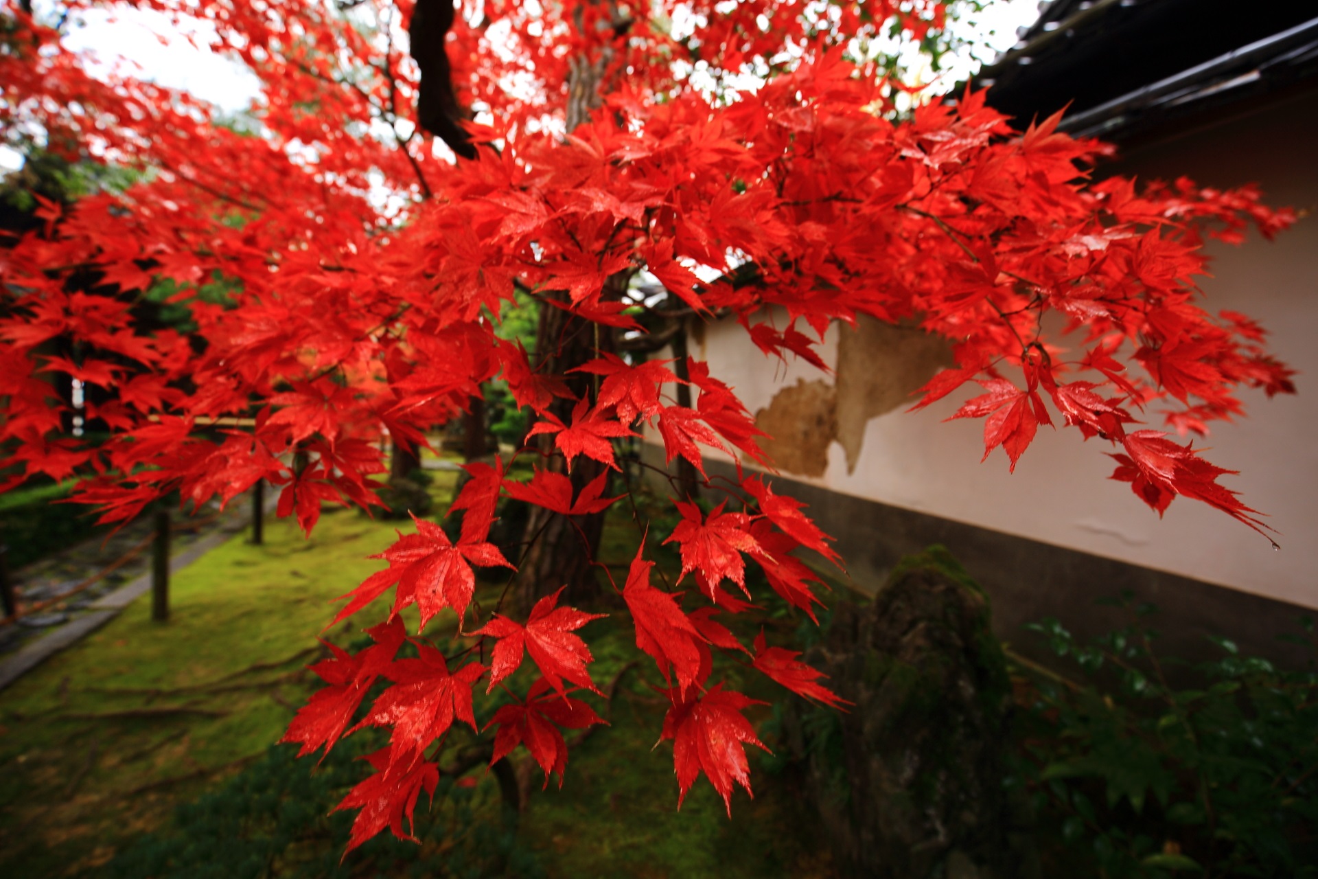 桂春院の雨が美しさを引き立てる紅葉