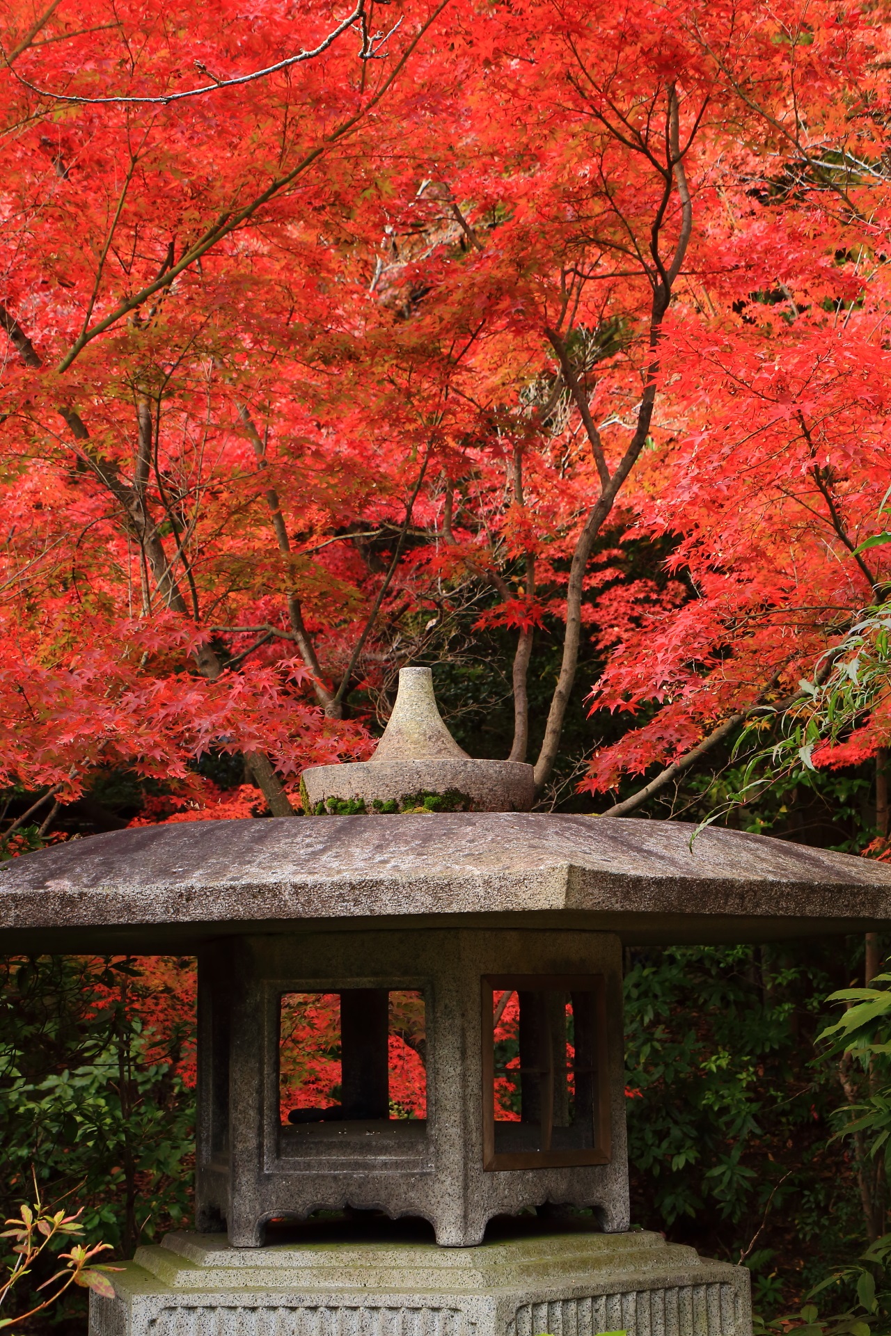 燈籠を彩る暖かい秋色の紅葉