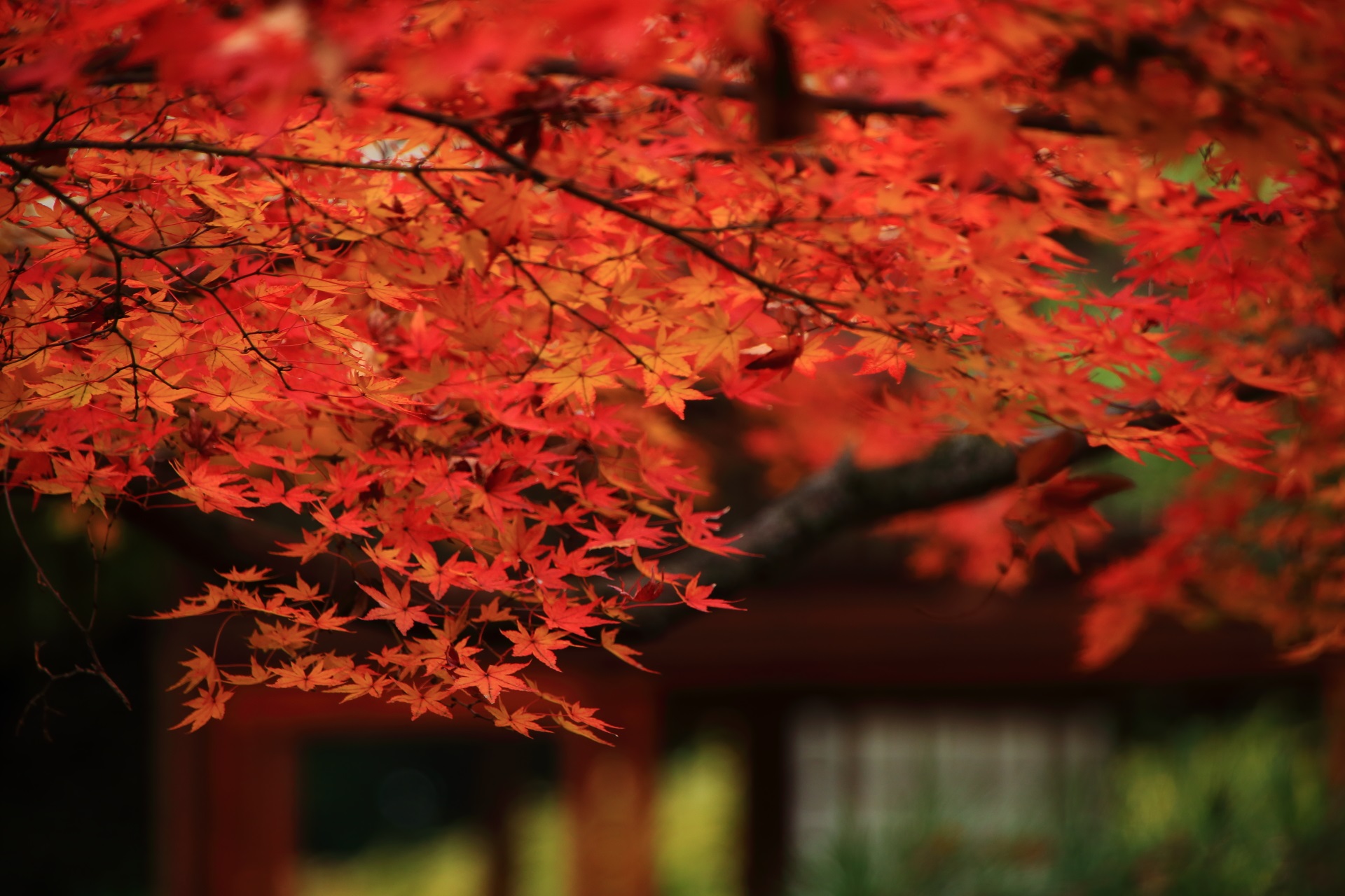 御香宮神社の目を引くような煌びやかな紅葉