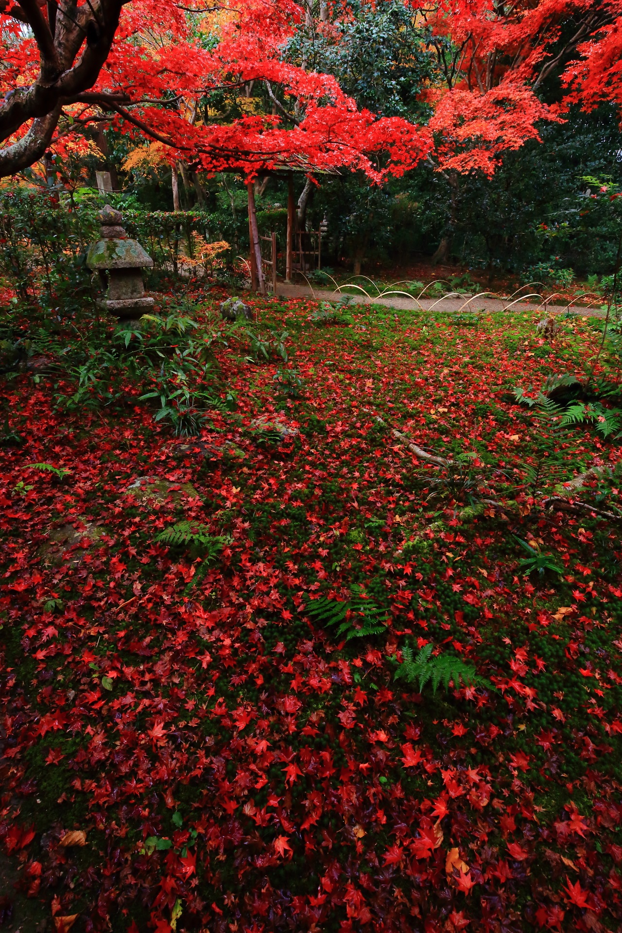 晩秋を真っ赤に彩る紅葉と極上の散りもみじ