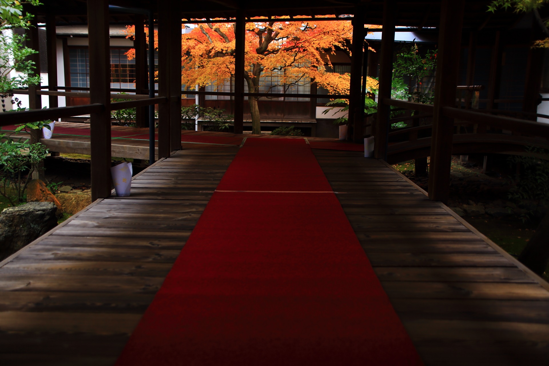 最高の見ごろをむかえた本法寺の回廊先の美しすぎる紅葉