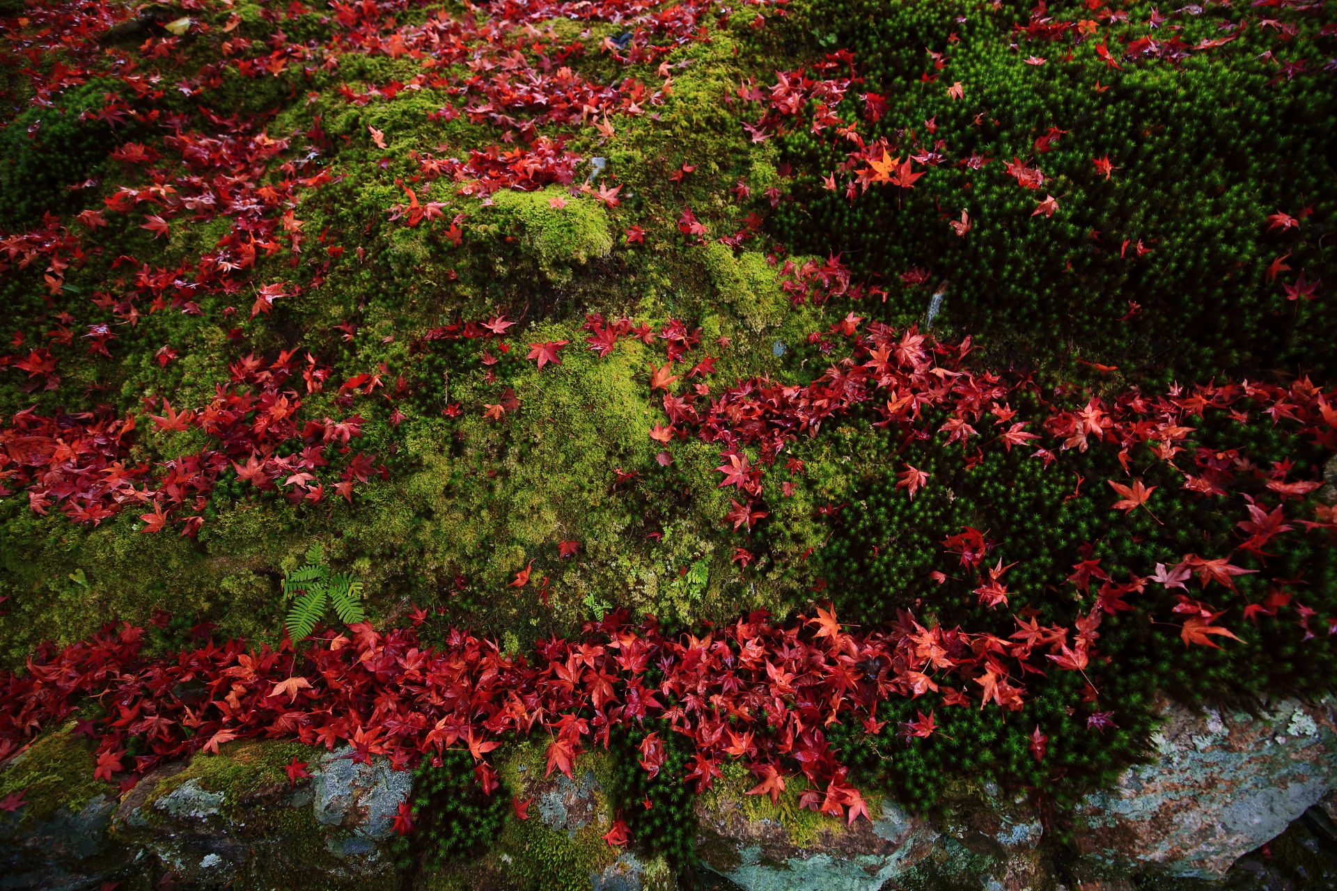 苔や岩に溜まる散り紅葉