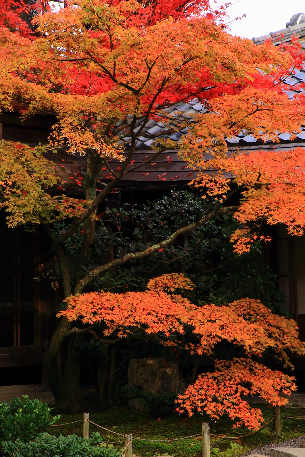 庭園と建物をしっとりと染める存在感ある紅葉