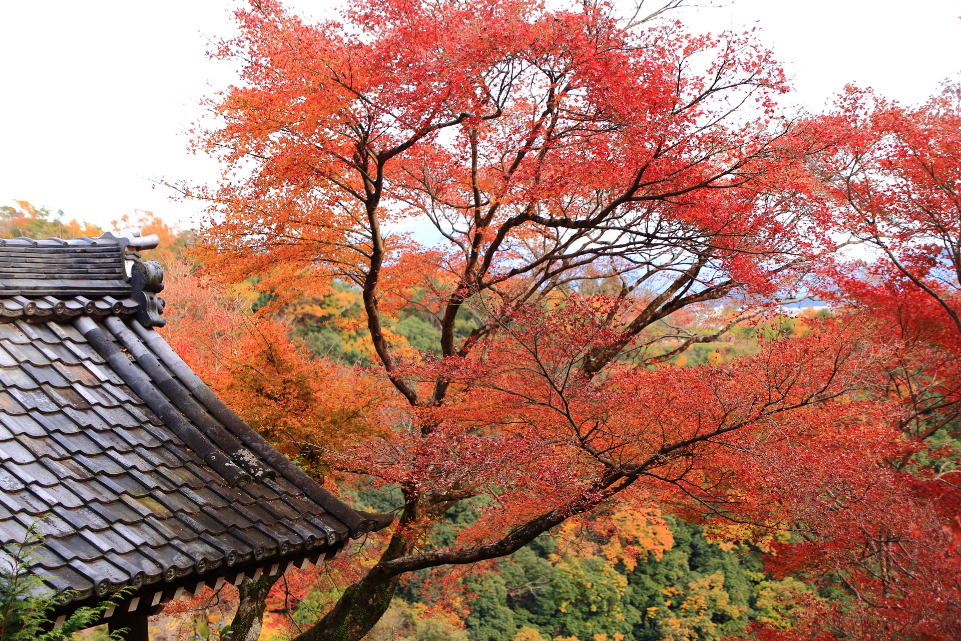 大悲閣千光寺の鐘楼や秋の山を彩る色とりどりの紅葉