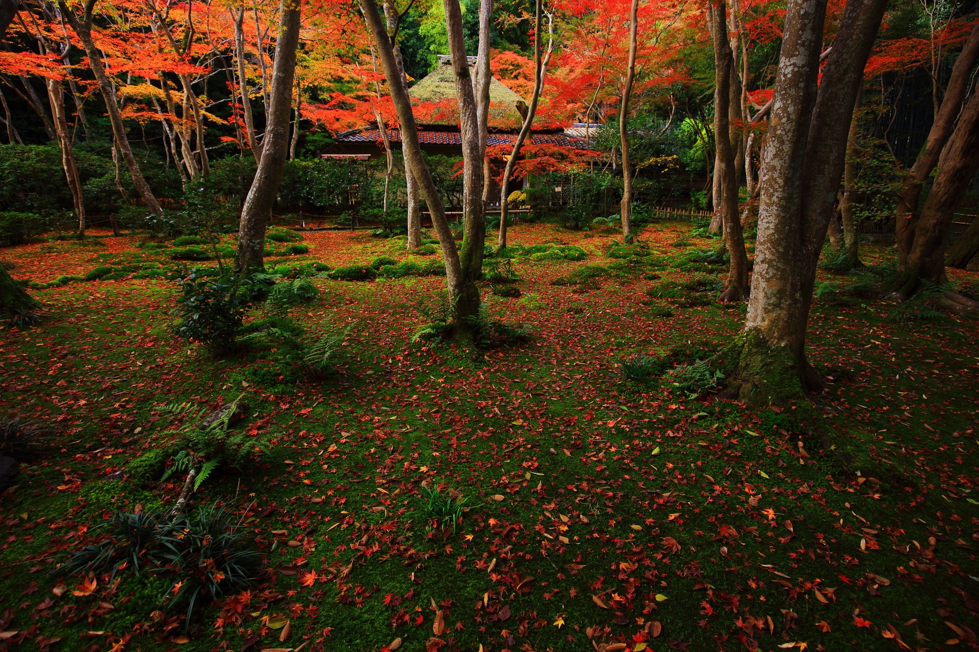 苔庭を見事に秋色に染める紅葉と散りもみじ