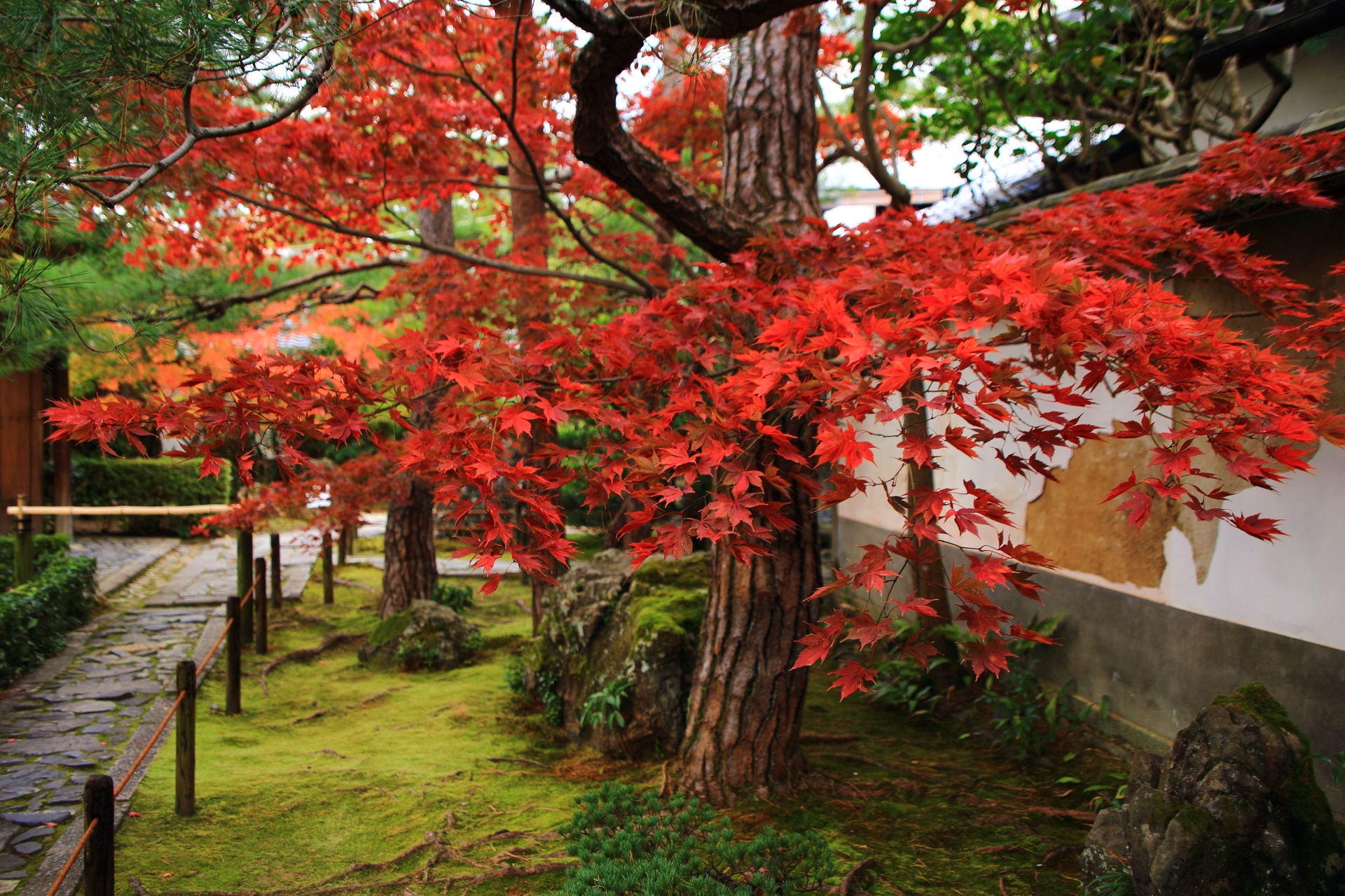 桂春院の本堂横の溢れる真っ赤な紅葉