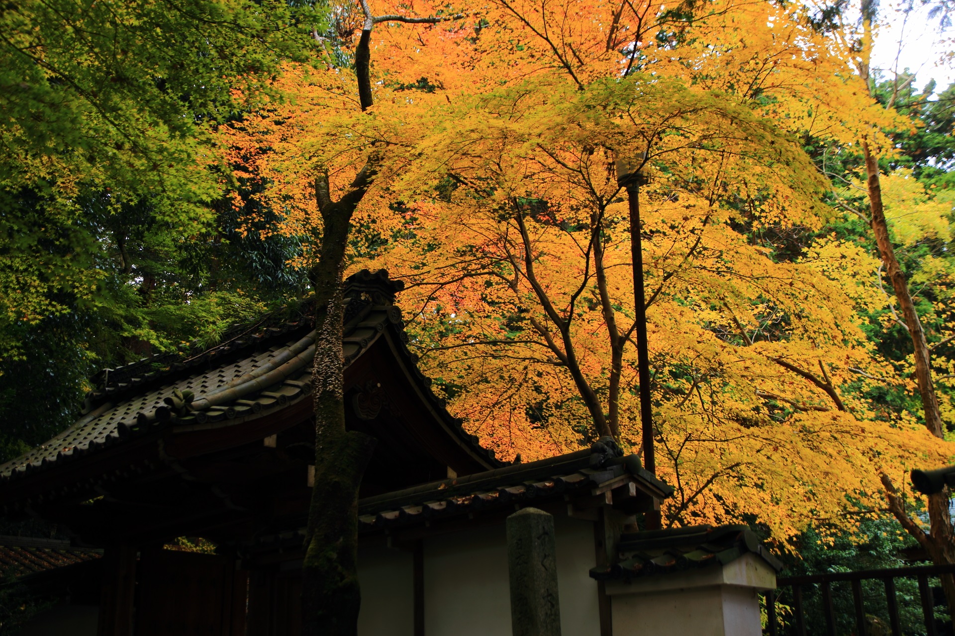 外側から眺めた善能寺の稲荷社付近の空を覆う紅葉
