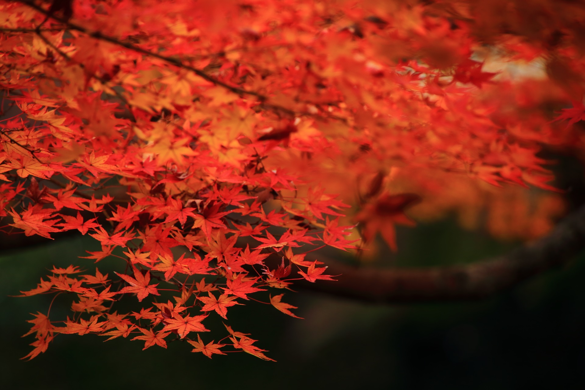 御香宮神社の煌くような秋色の紅葉