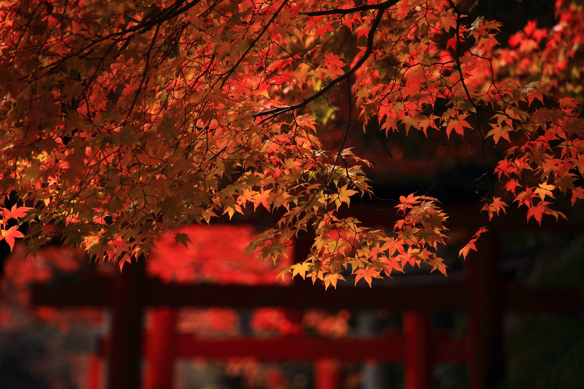 朱色の鳥居の間で秋風に揺らめく華やかな紅葉