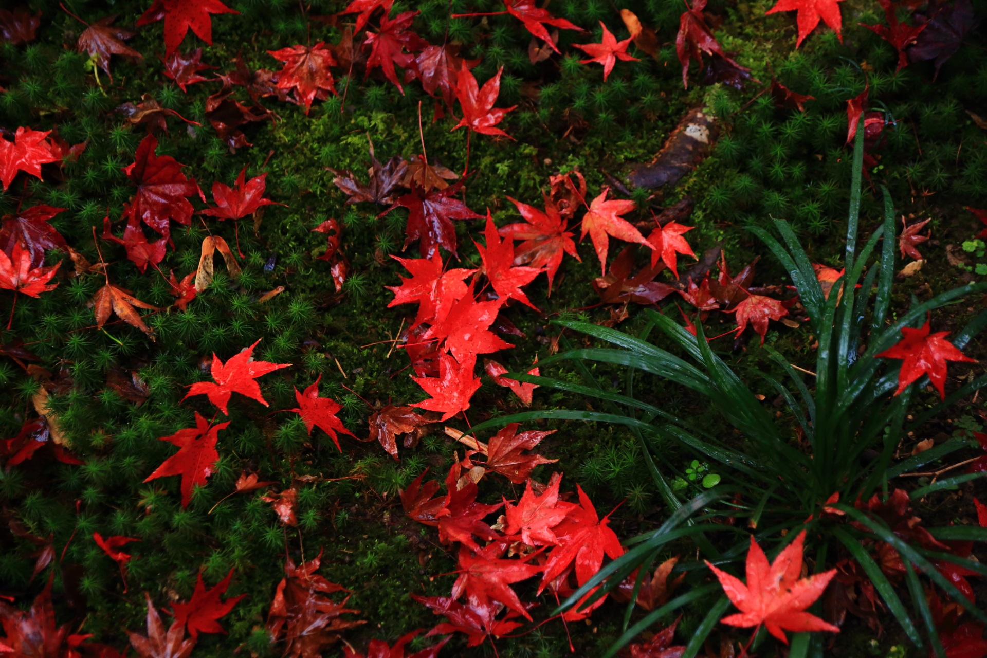 苔や植物に散る華やかな紅葉