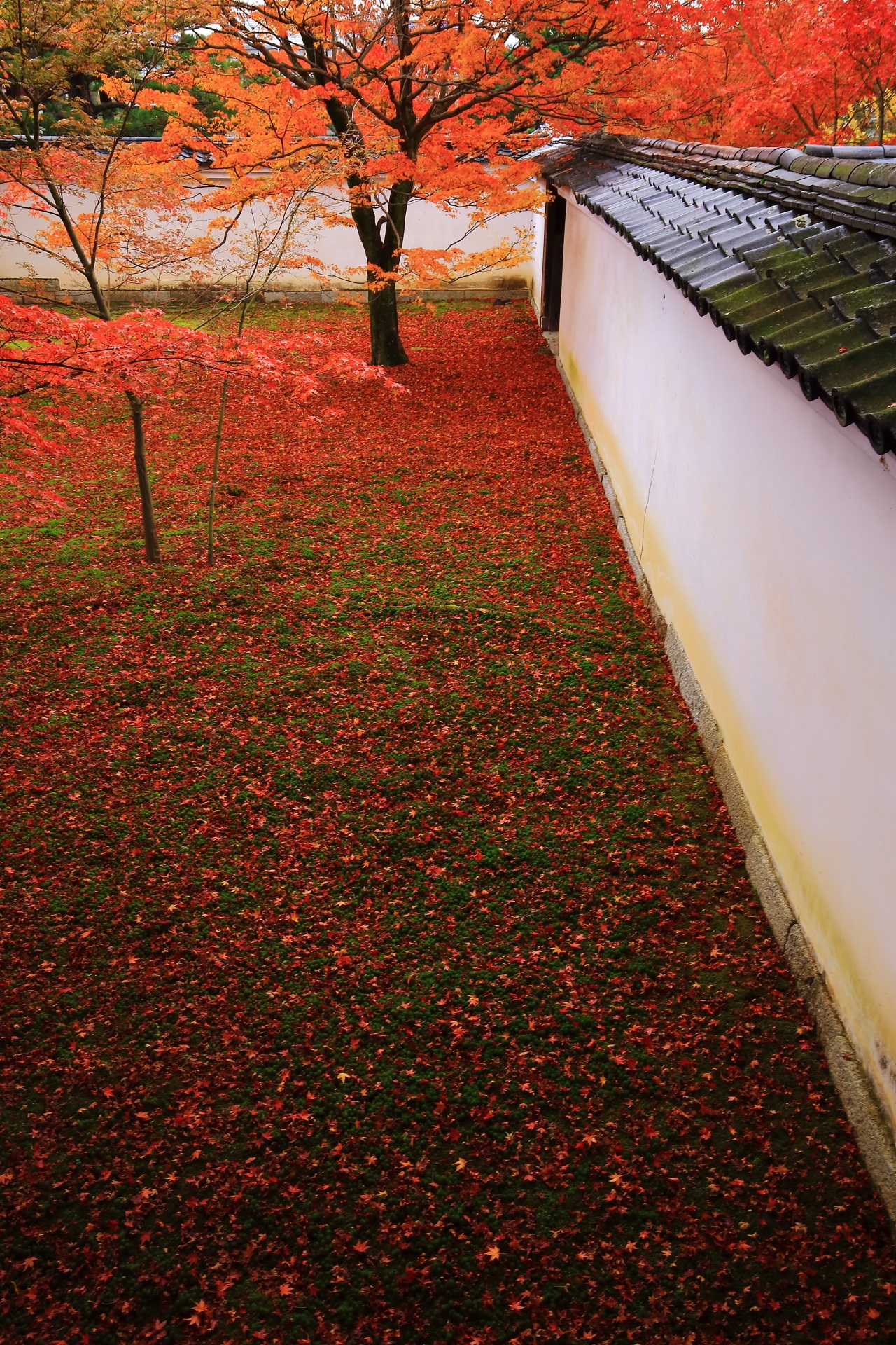 妙覚寺の白壁に映える鮮やかな紅葉と散りもみじ