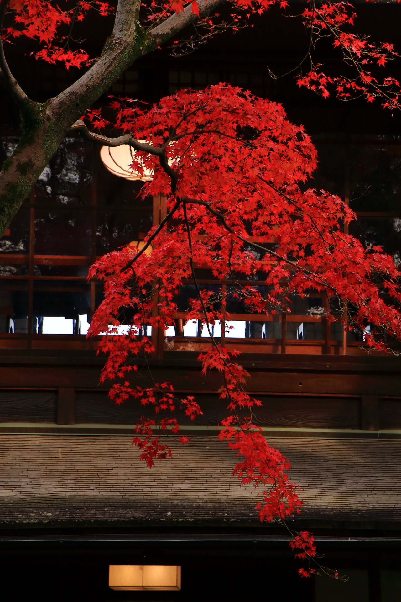無鄰菴の秋風に揺らぐ美しすぎる枝垂れる紅葉