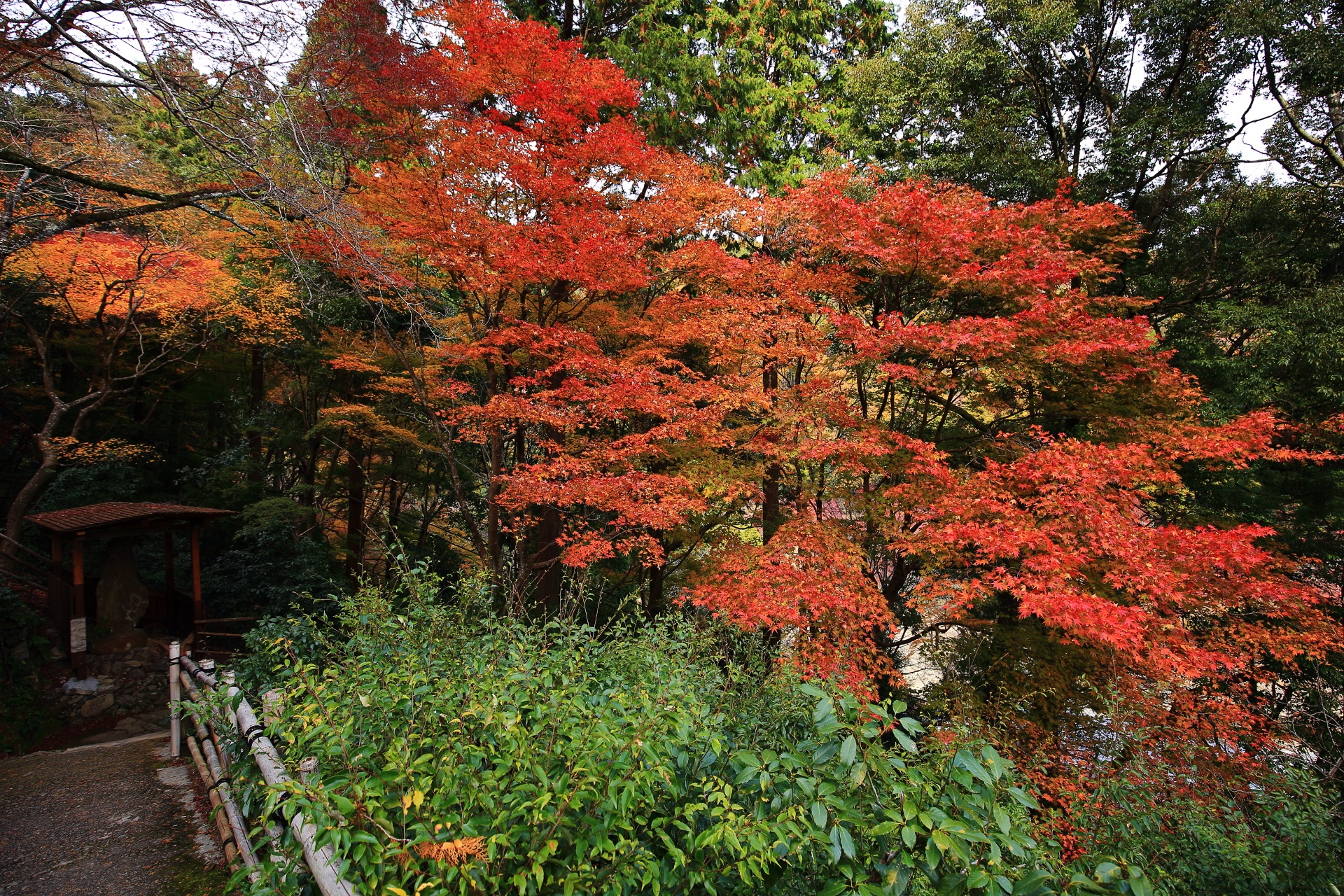 大悲閣千光寺の石段の参道の色んなところに溢れる鮮やかな紅葉