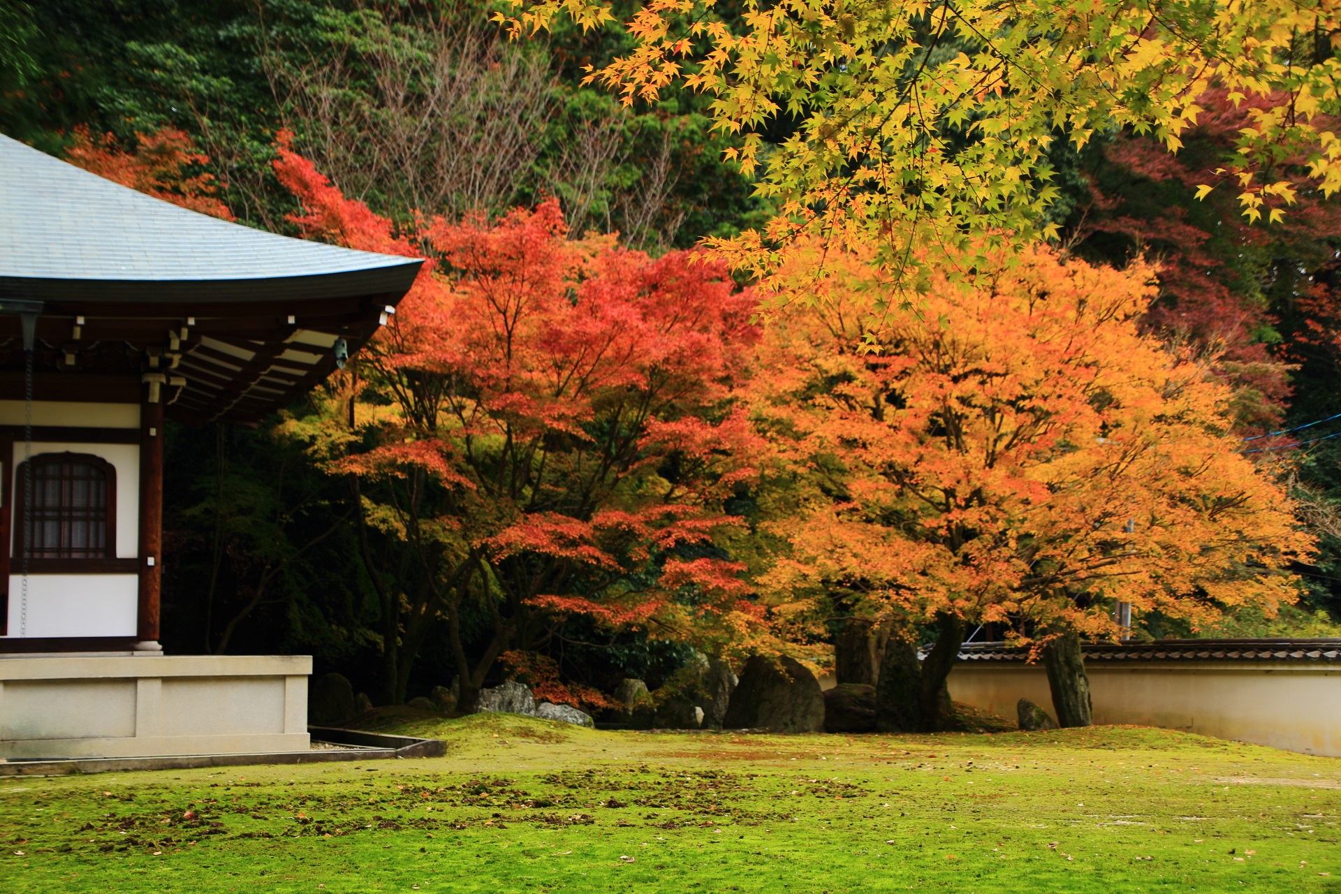 善能寺の静かな境内を彩る存在感ある立派な紅葉