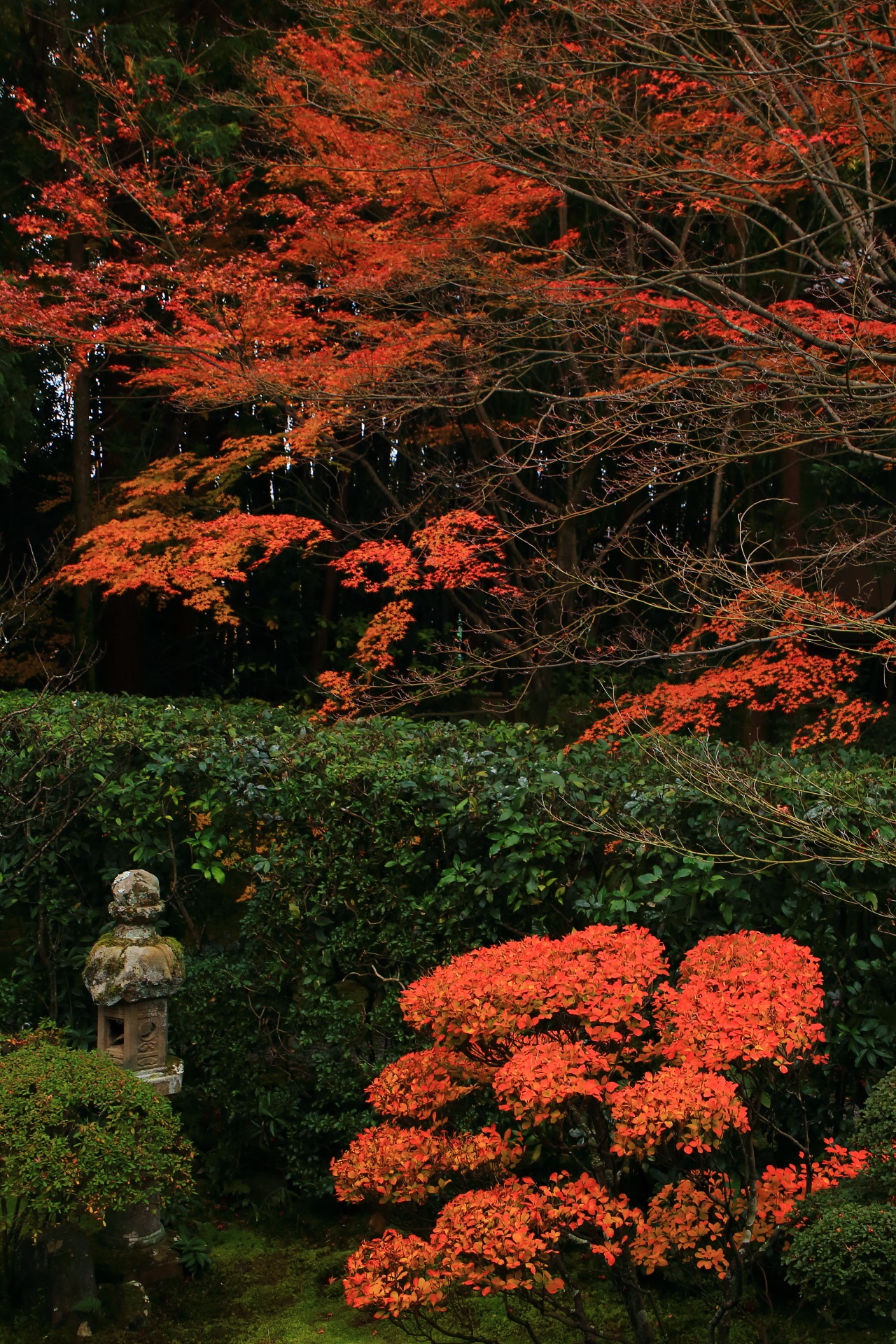 桂春院の深い緑の中で浮かび上がるような楓の紅葉とツツジの紅葉
