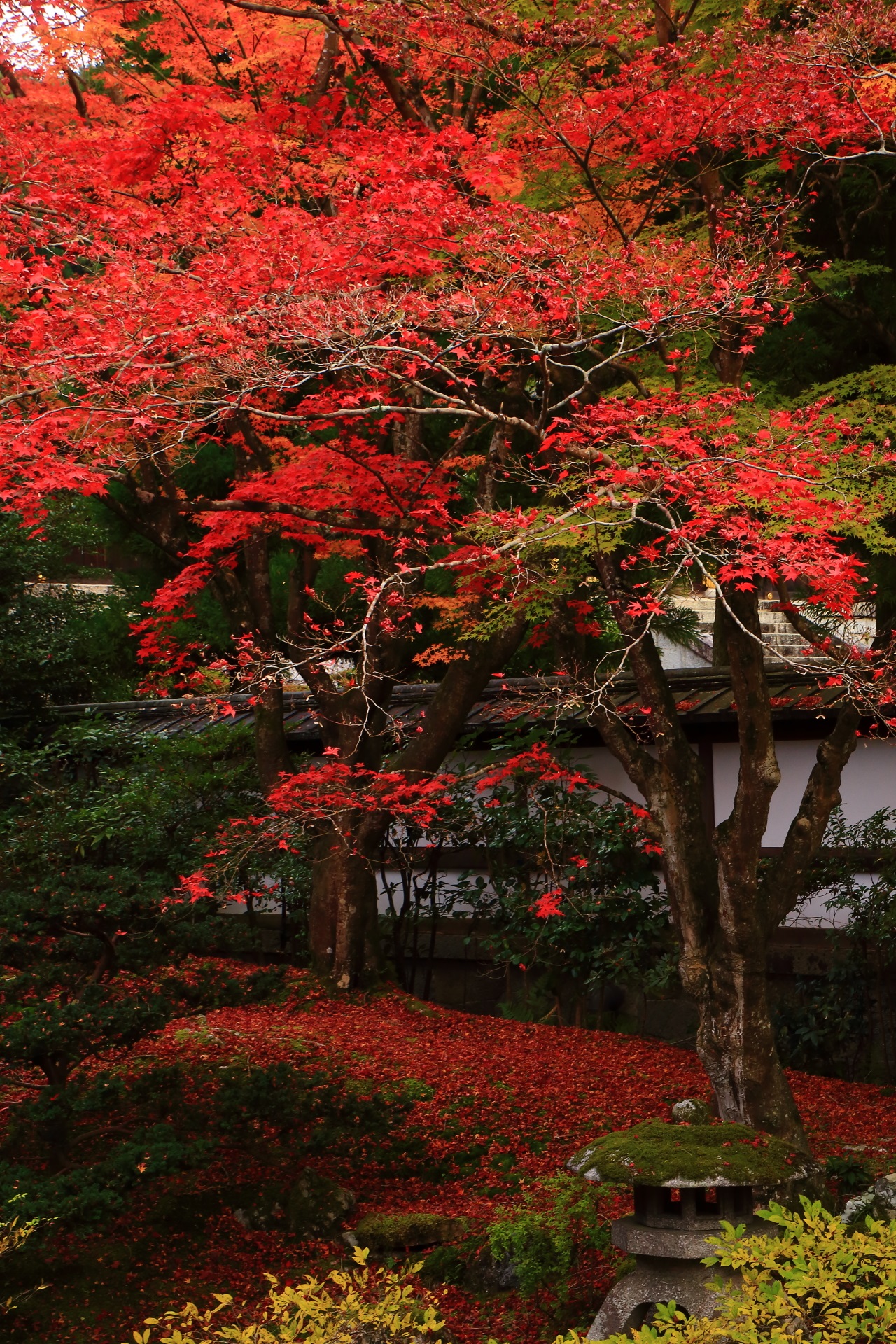美しい散り紅葉と上も下も秋色の庭園
