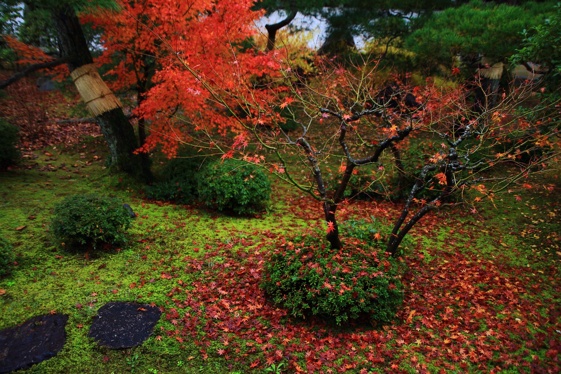 智積院の刈り込みや緑の苔に散る晩秋の紅葉