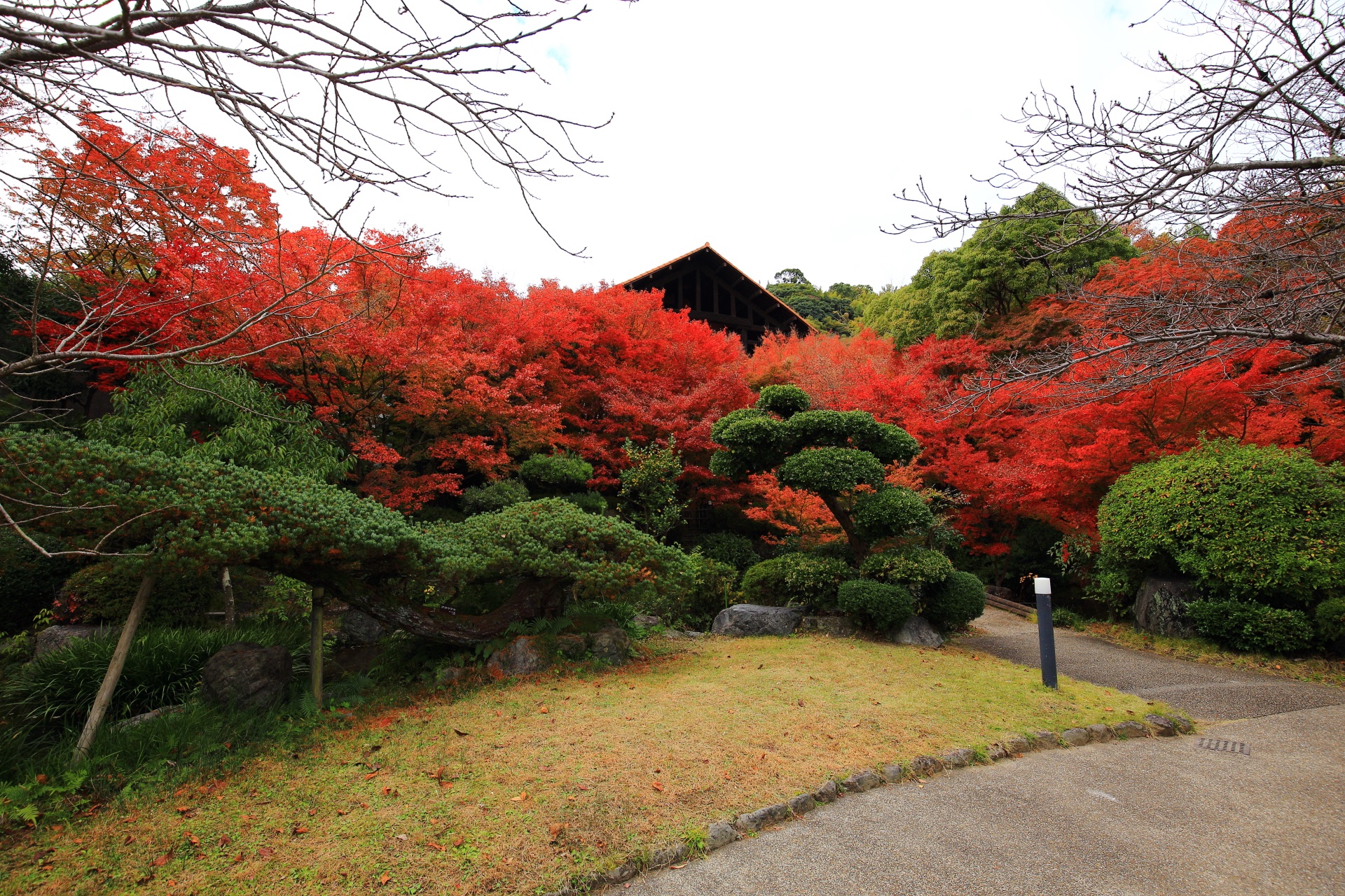 山荘美術館本館や地中館前の紅葉と立派な松
