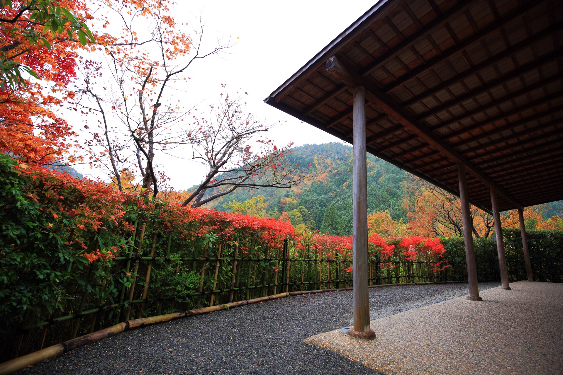 colored leaves Koetsuji-Temple in Kyoto,Japan