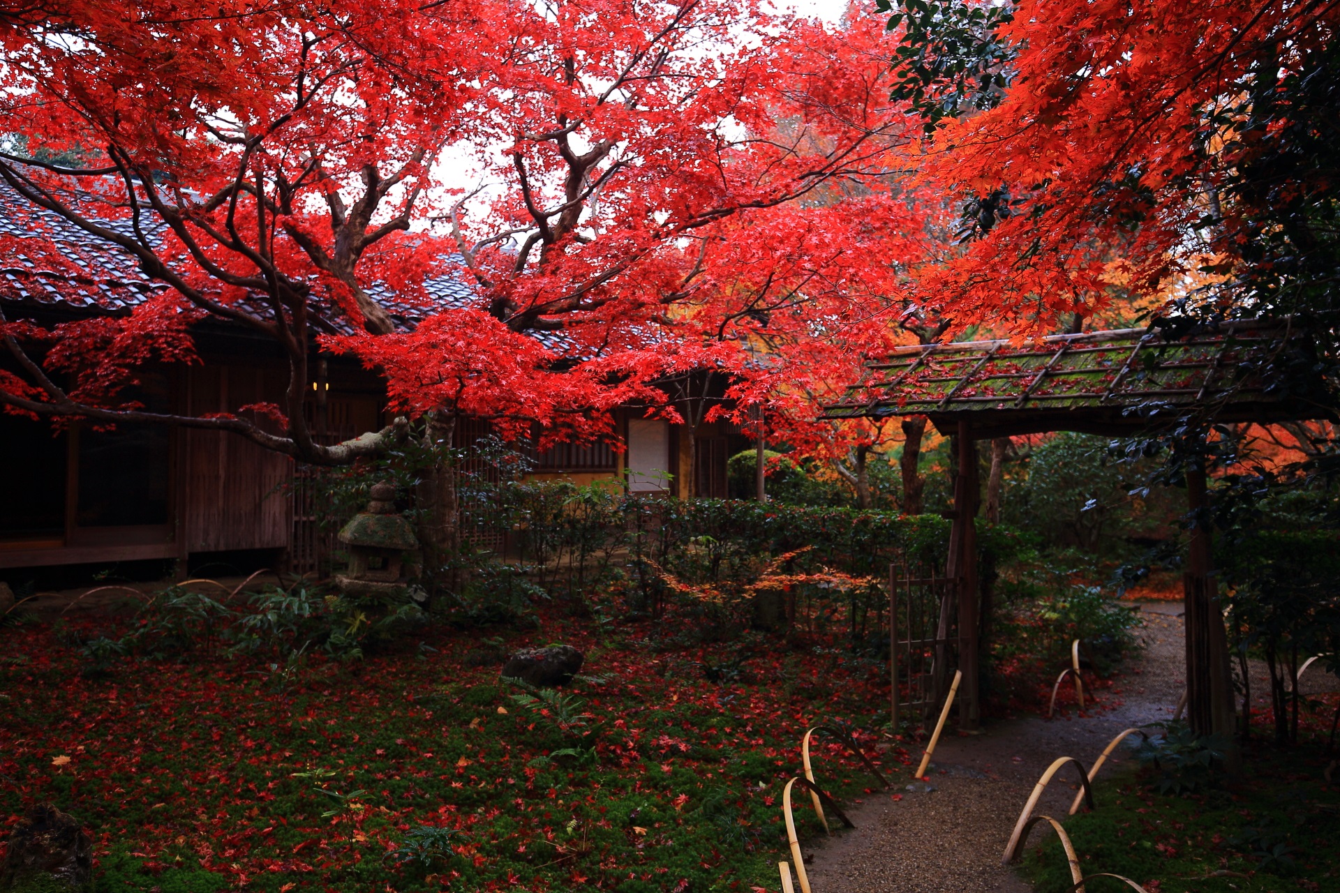 厭離庵の書院と庭園を染める極彩色の紅葉