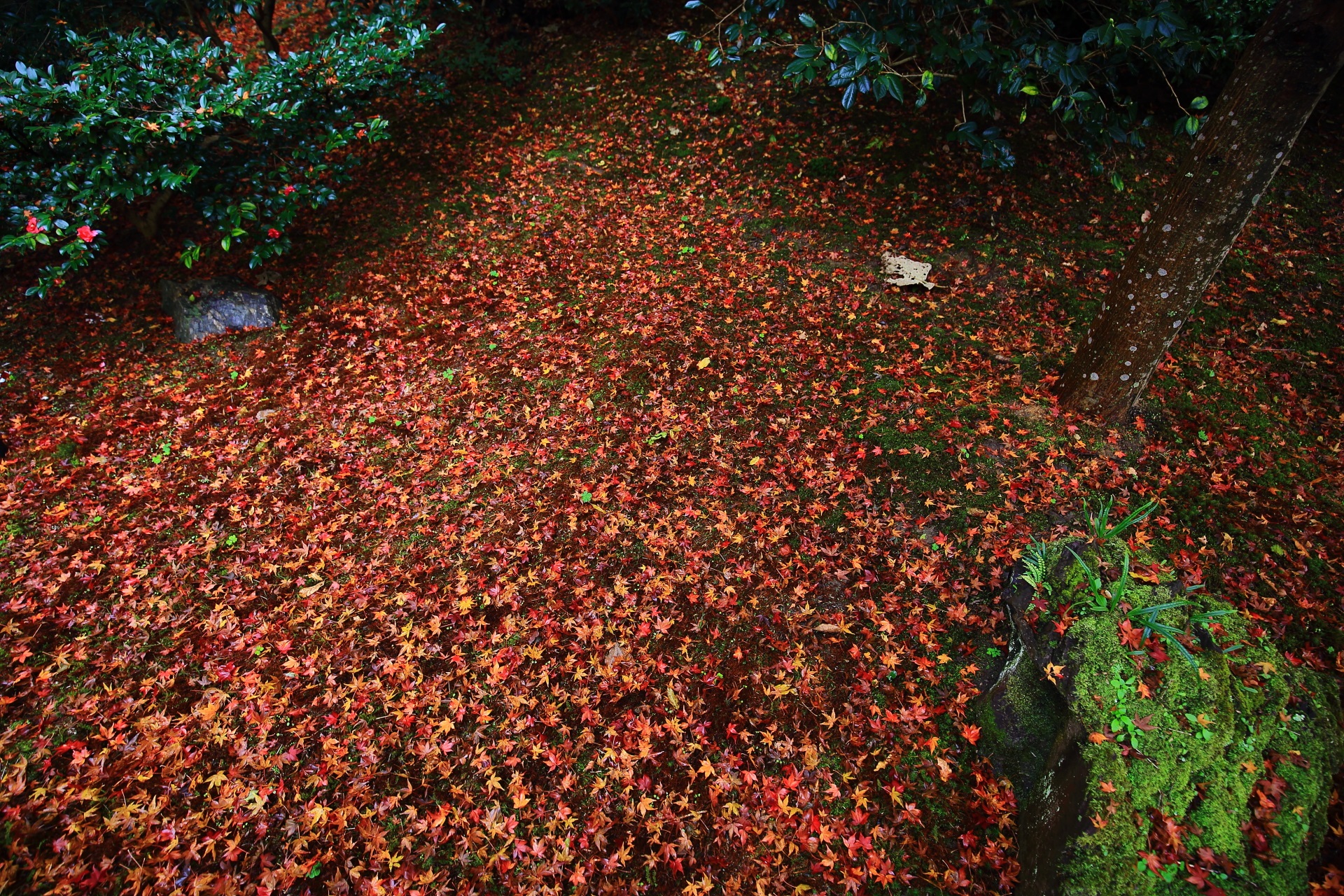 霊鑑寺楓の下の豪快な敷き紅葉