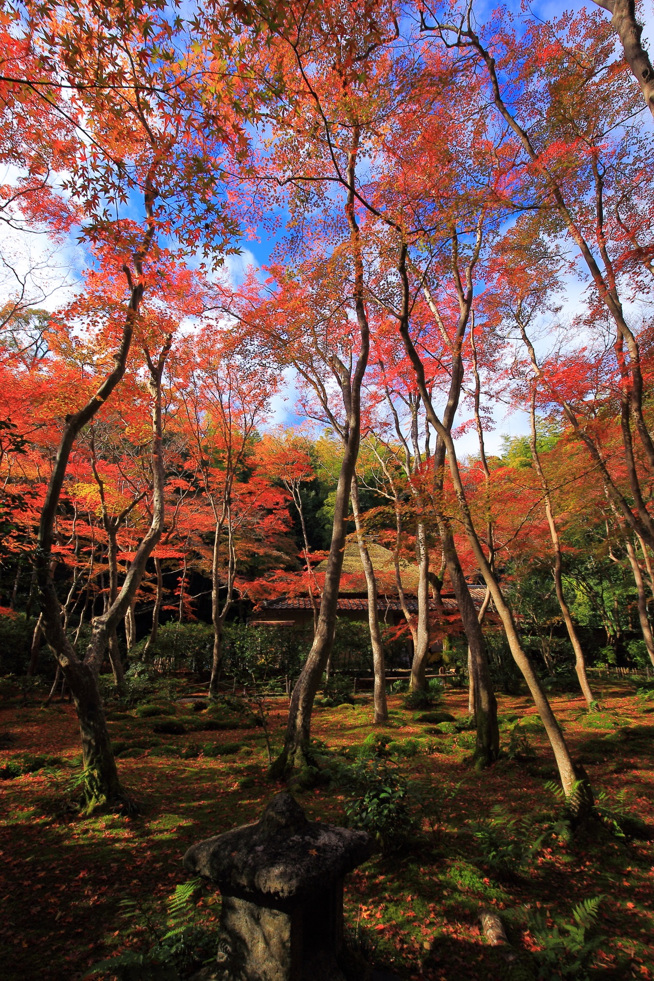 青空と苔庭を秋色に染める鮮やかな紅葉