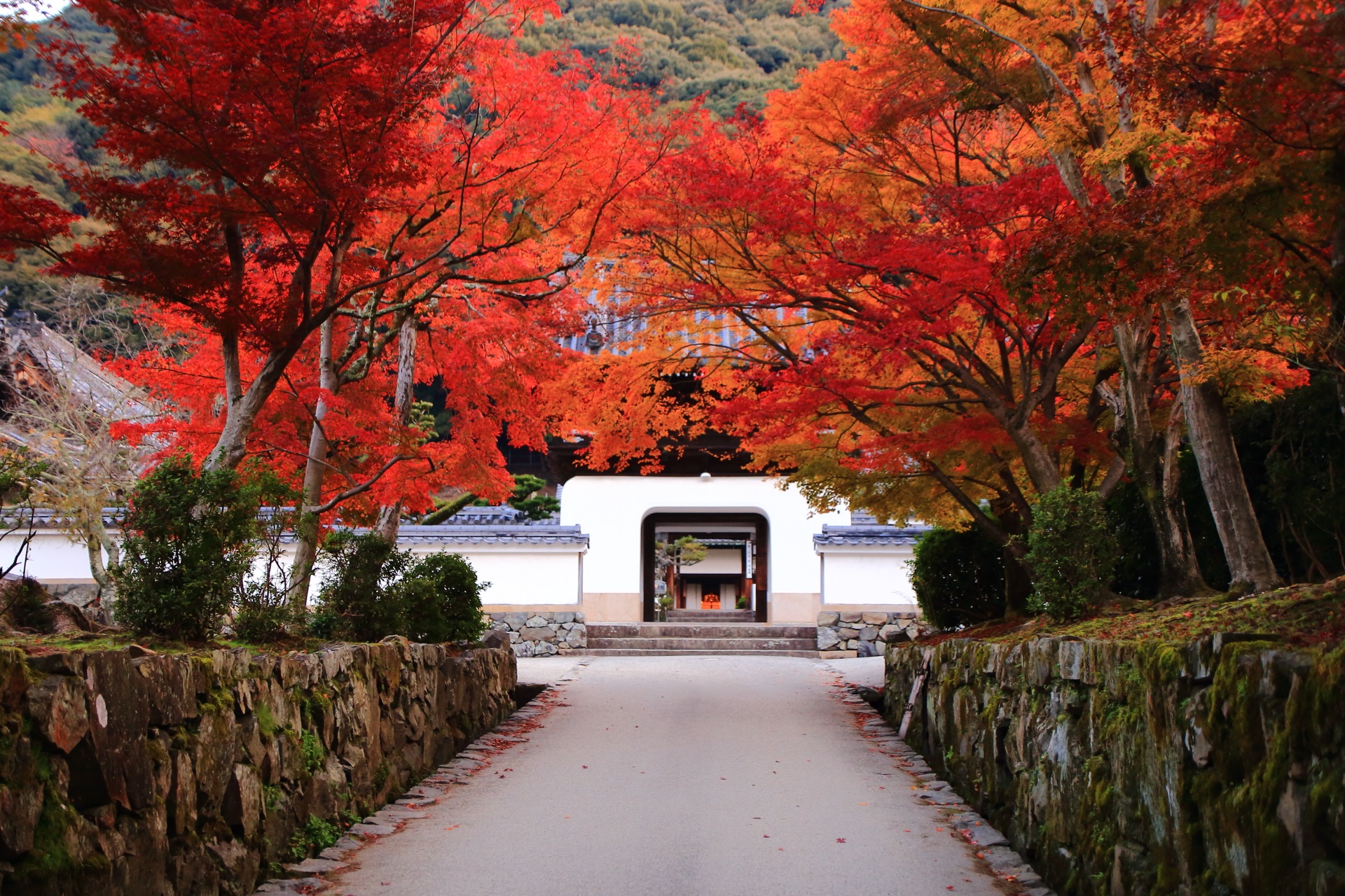 興聖寺の素晴らしい紅葉や庭園と秋の情景