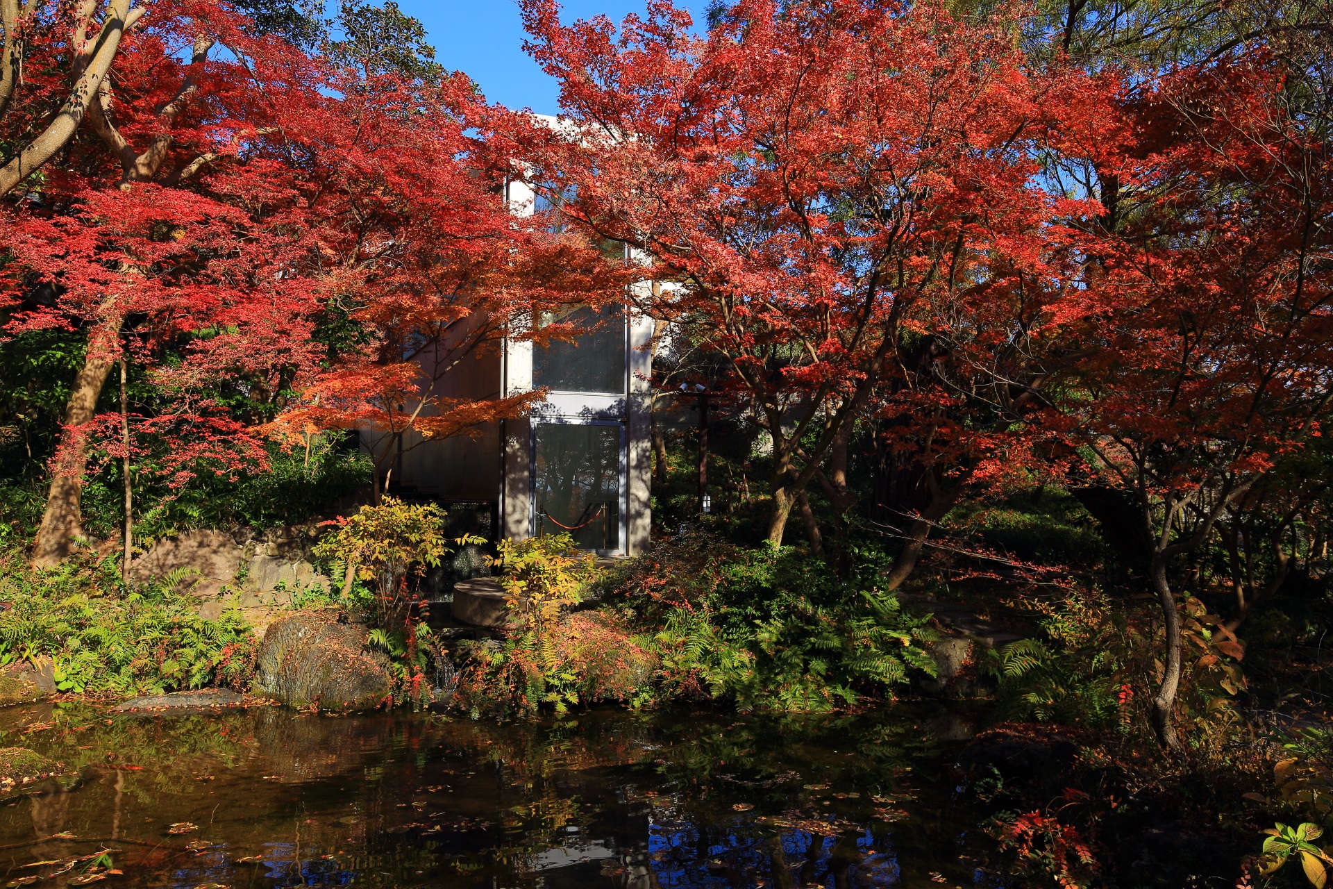 ガラス張りの通路の前辺りの池泉式の日本庭園の紅葉
