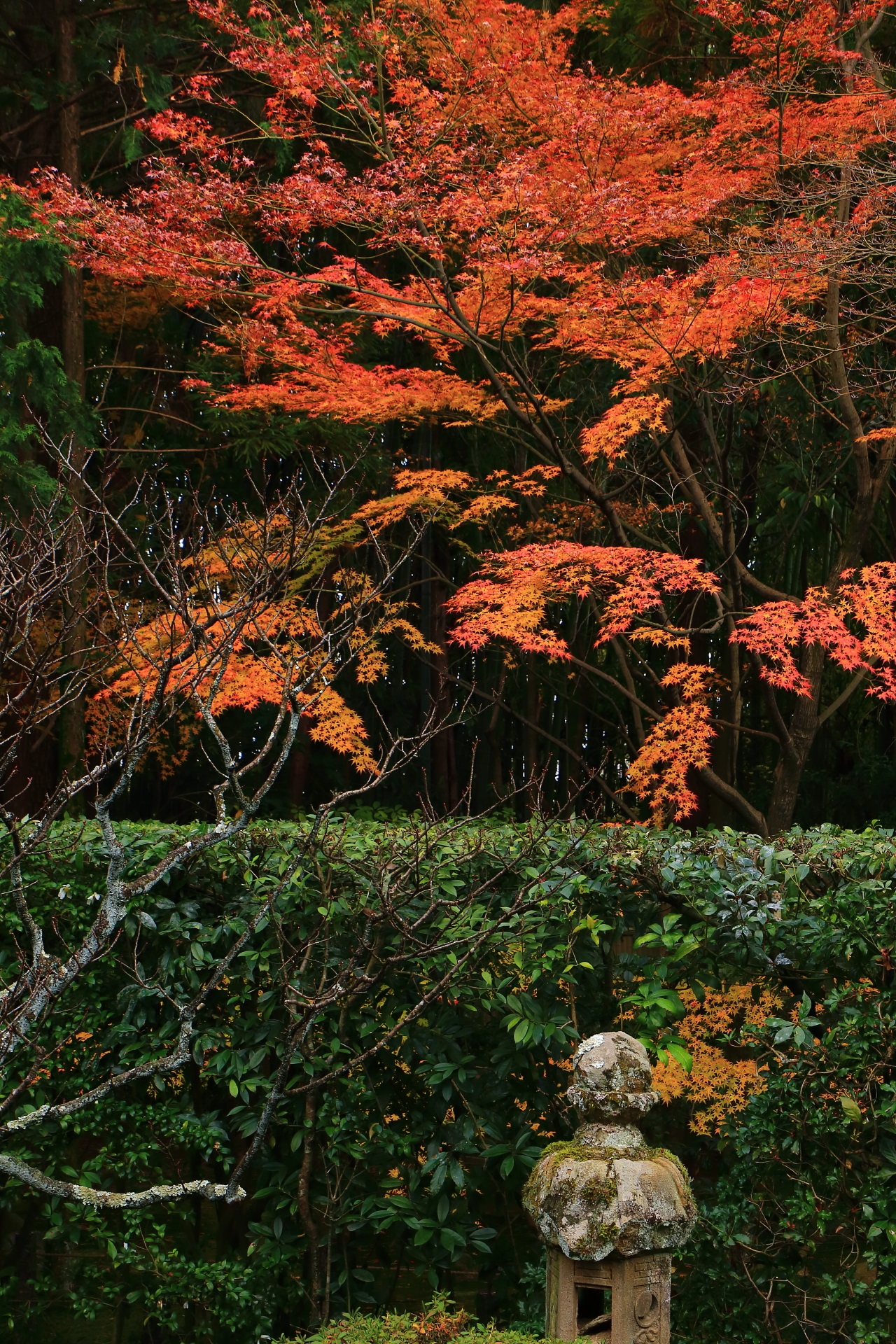 桂春院の燈籠と生垣を染める淡い秋色の紅葉