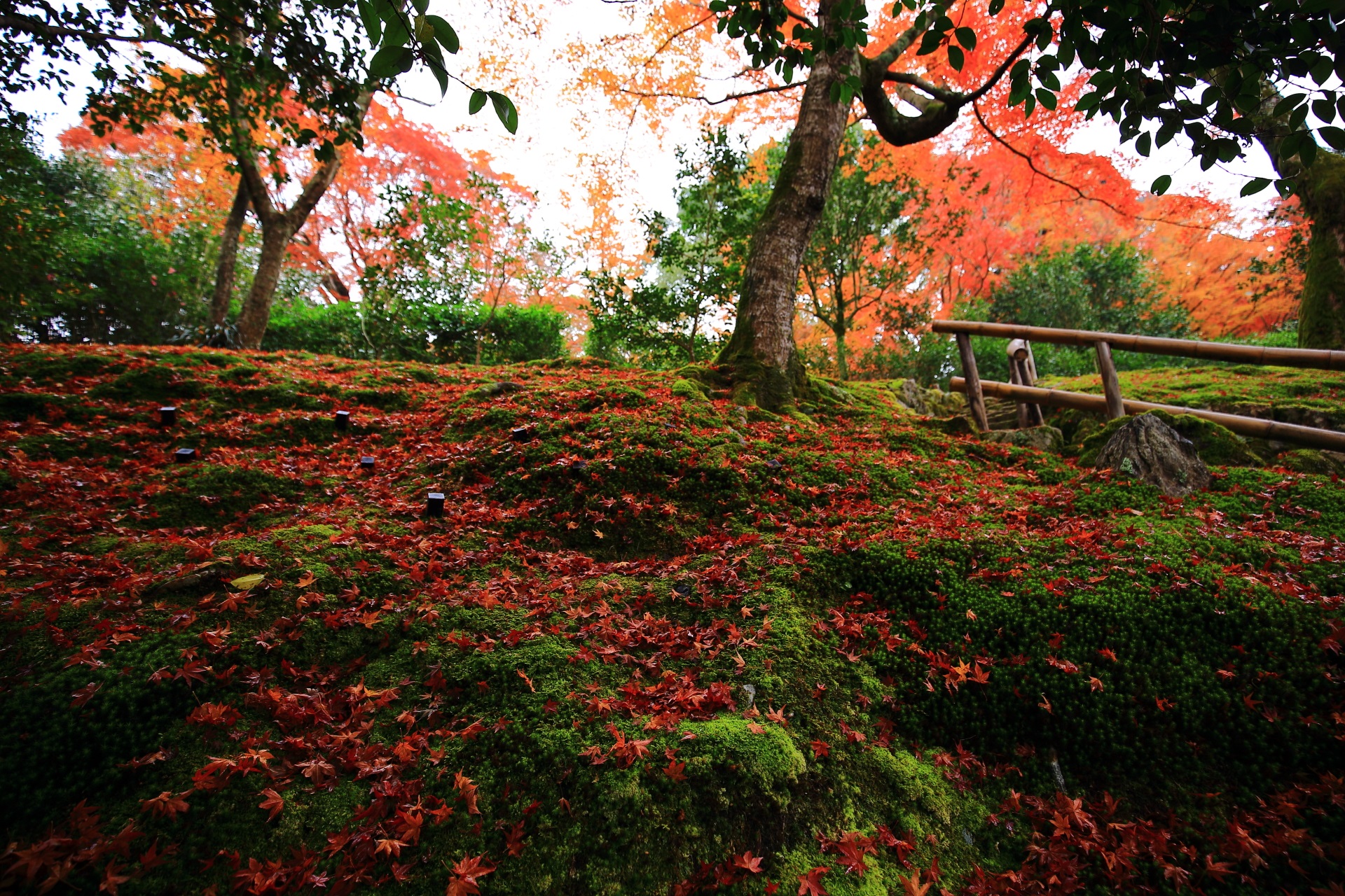 雨で潤う苔を覆う豪快な散り紅葉