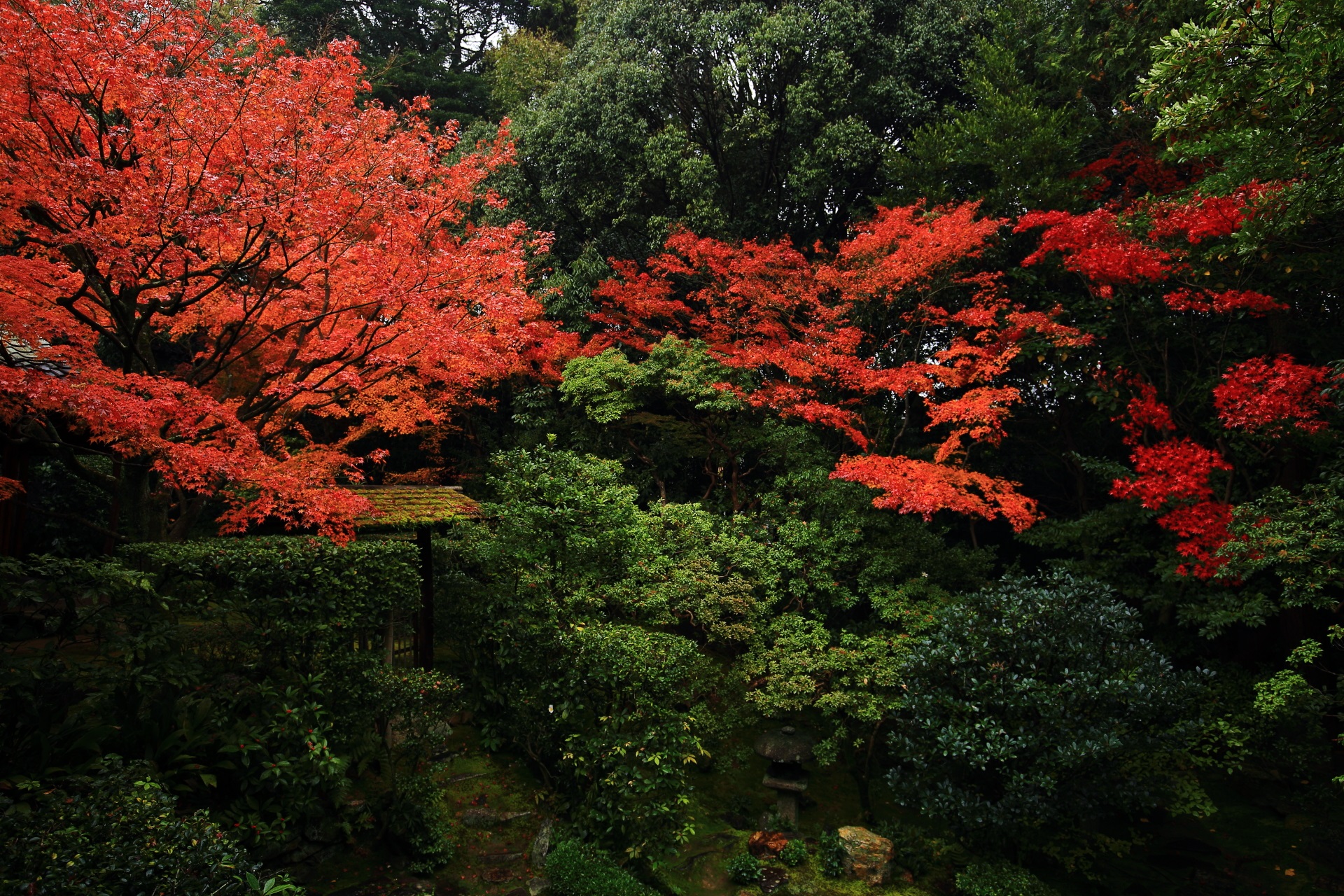 桂春院の更に色鮮やかになった情緒溢れる晩秋の思惟の庭