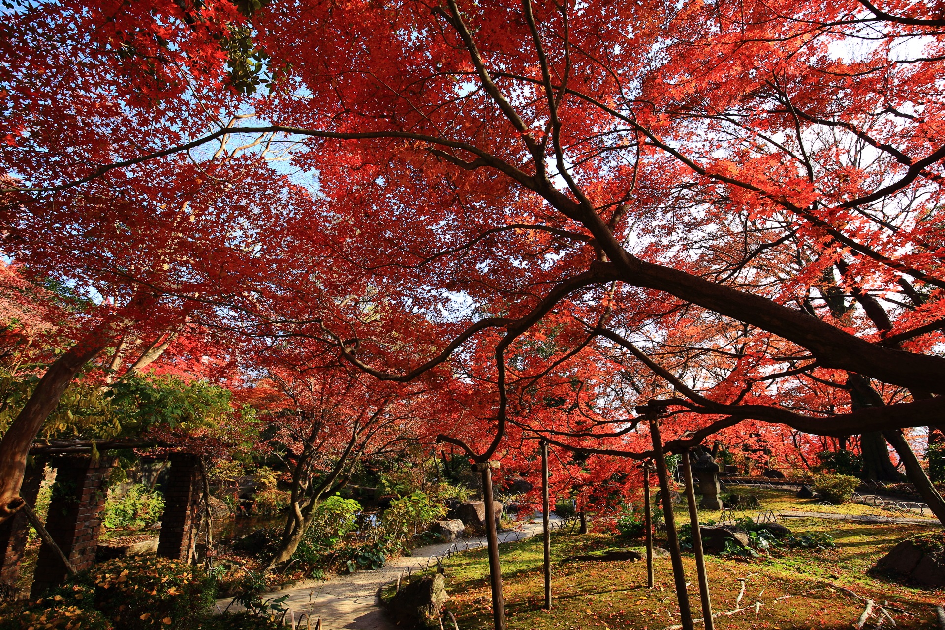 圧倒的な紅葉につつまれる山荘美術館の庭園