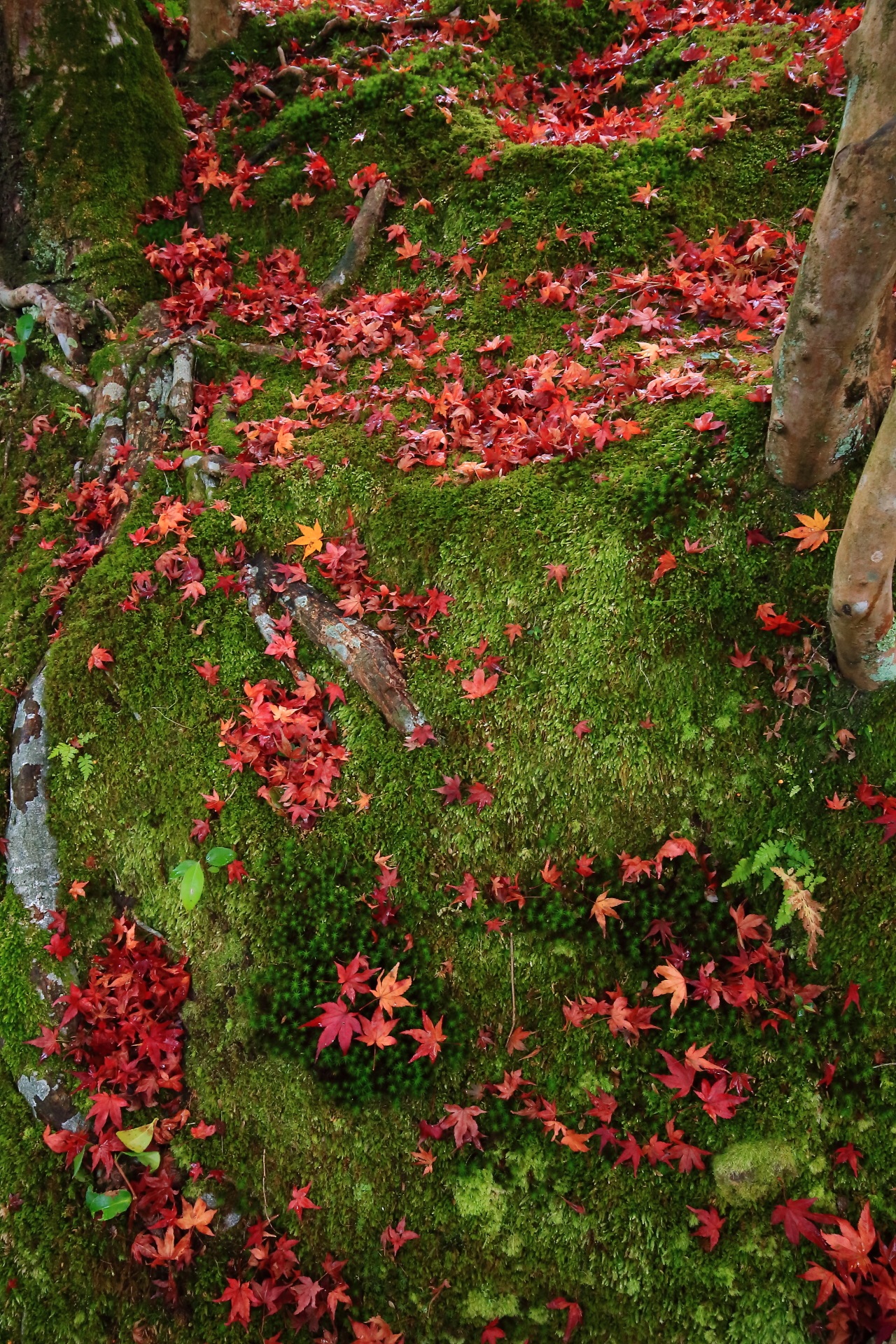 自然が作り出す苔と散り紅葉の秋の芸術