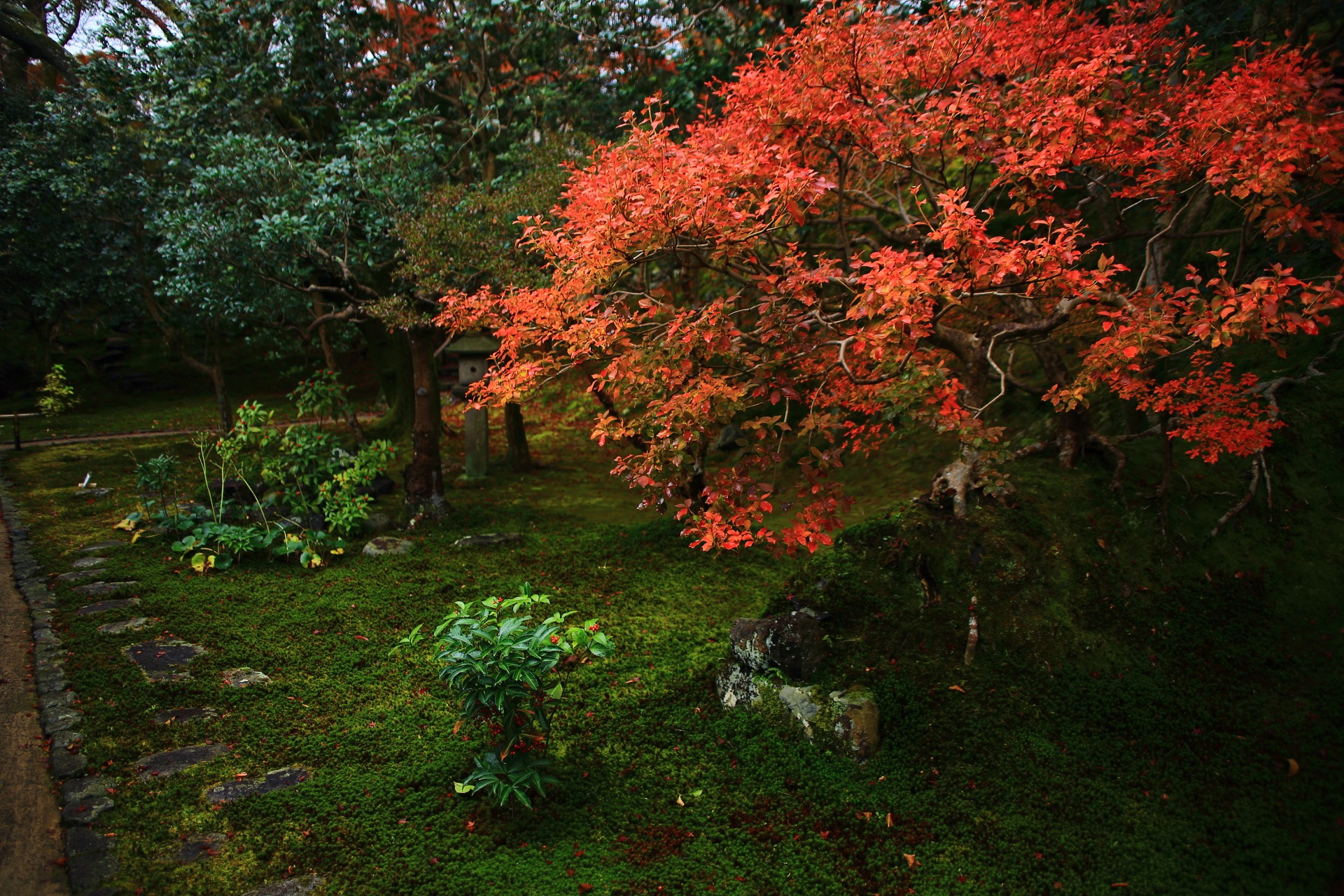 霊鑑寺の境内西側の庭園とツツジの紅葉