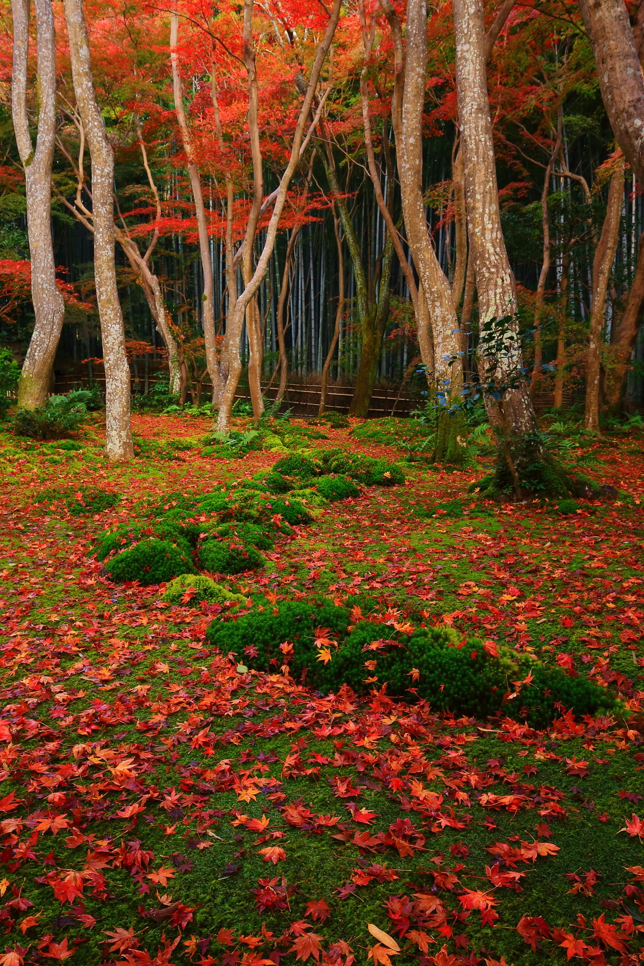 後ろの竹林が美しさを演出する苔庭を染める極上の散り紅葉