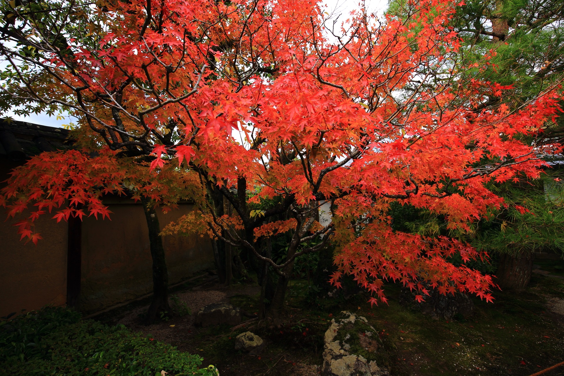桂春院の山門付近の華やかな紅葉