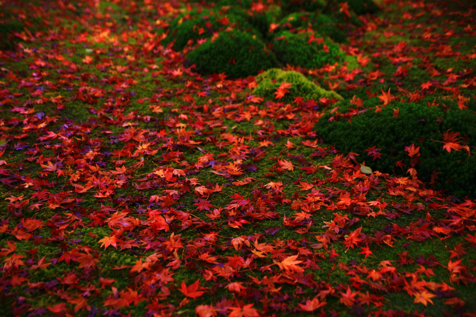 苔庭を鮮やかに彩る最高級の紅葉の絨毯