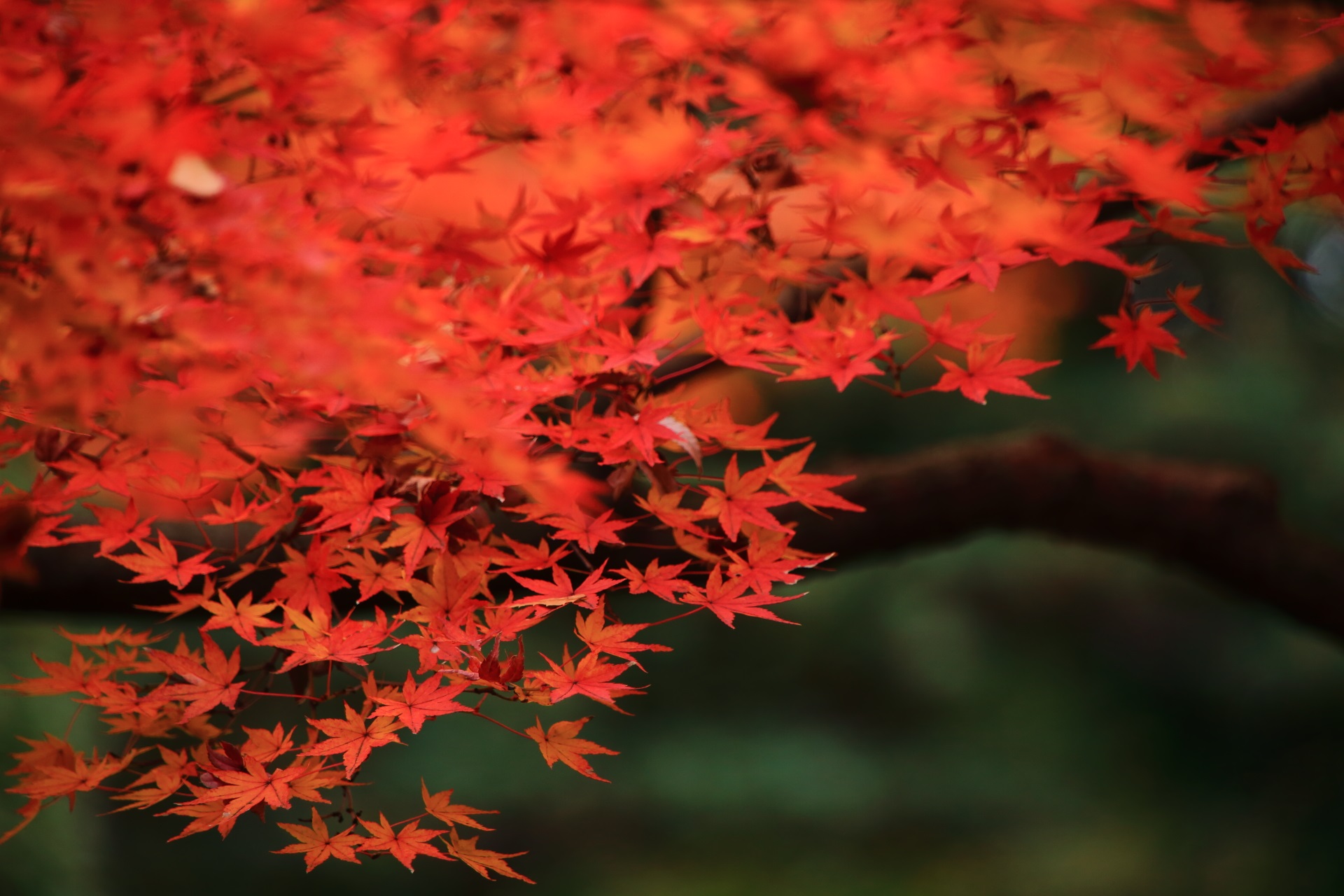 賑やかに溢れる美しい紅葉