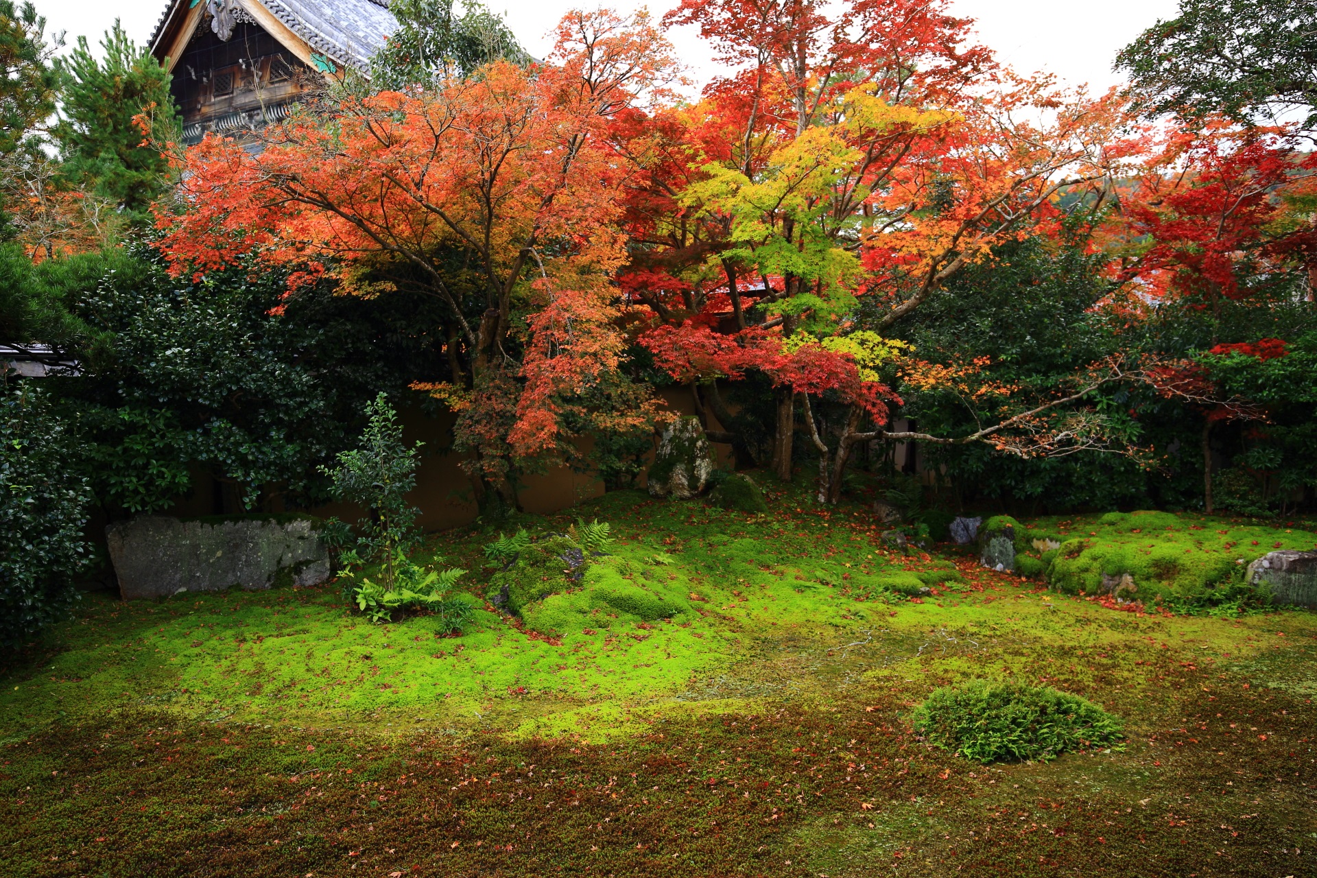 色とりどりの紅葉にそまる嵯峨釈迦堂の方丈庭園